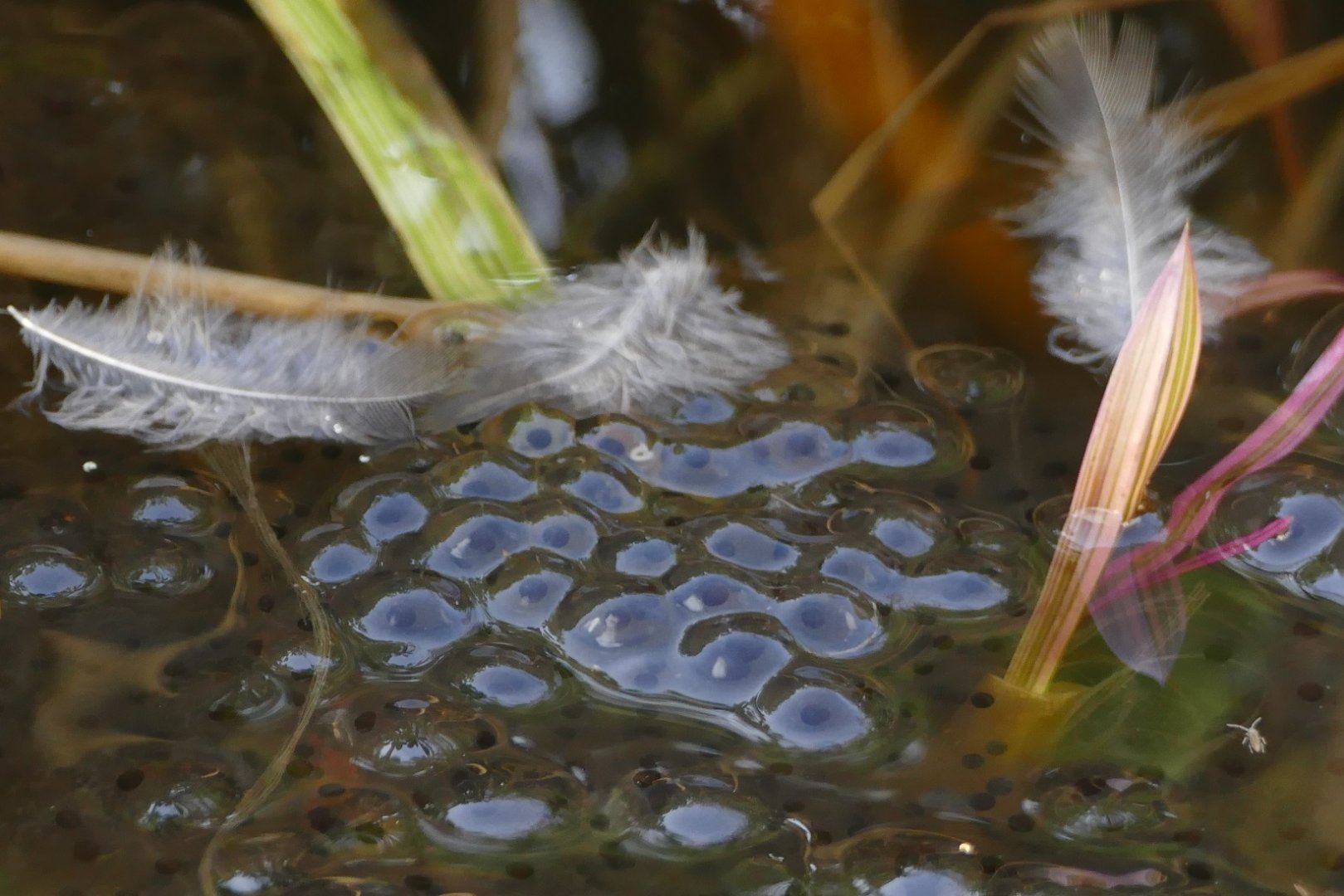 Frogspawn and feathers, February 2020