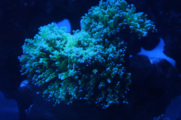 Frogspawn coral (Euphyllia divisa)
