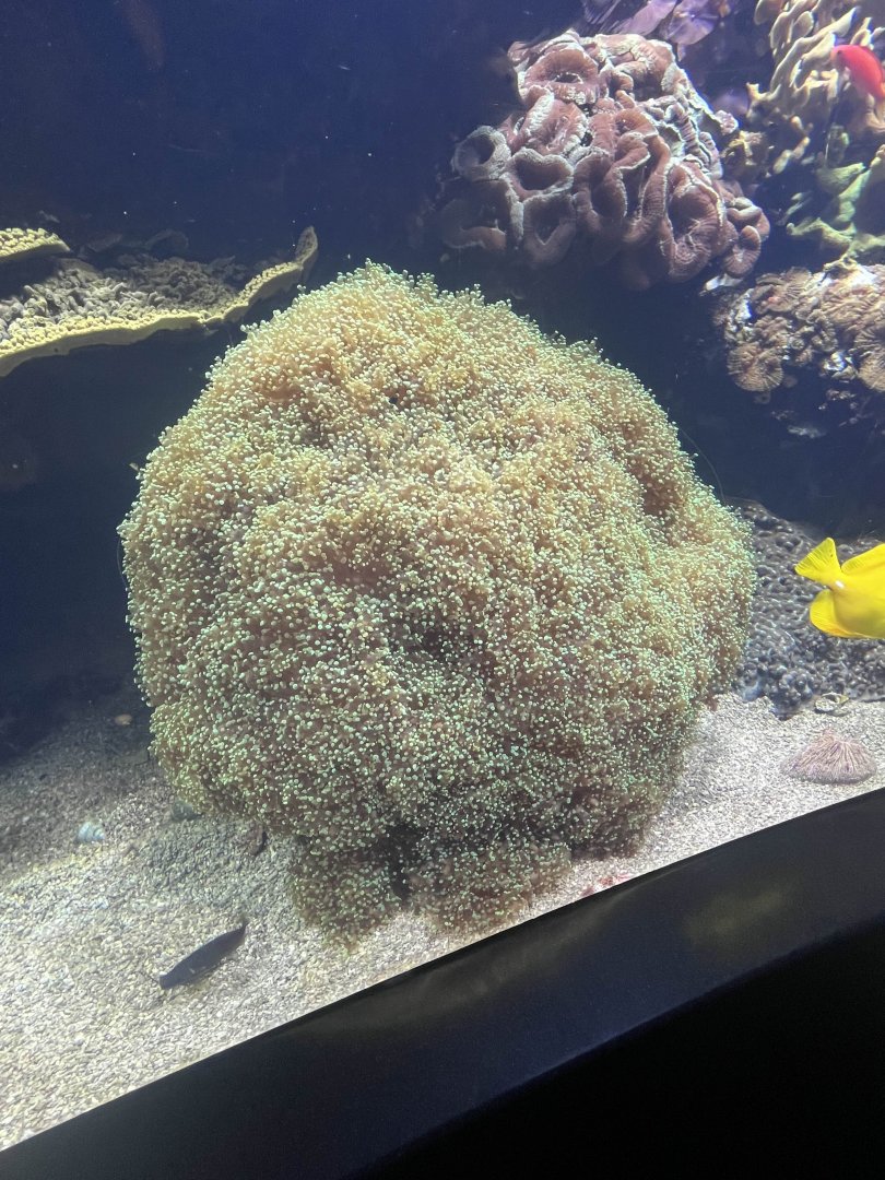 Frogspawn coral