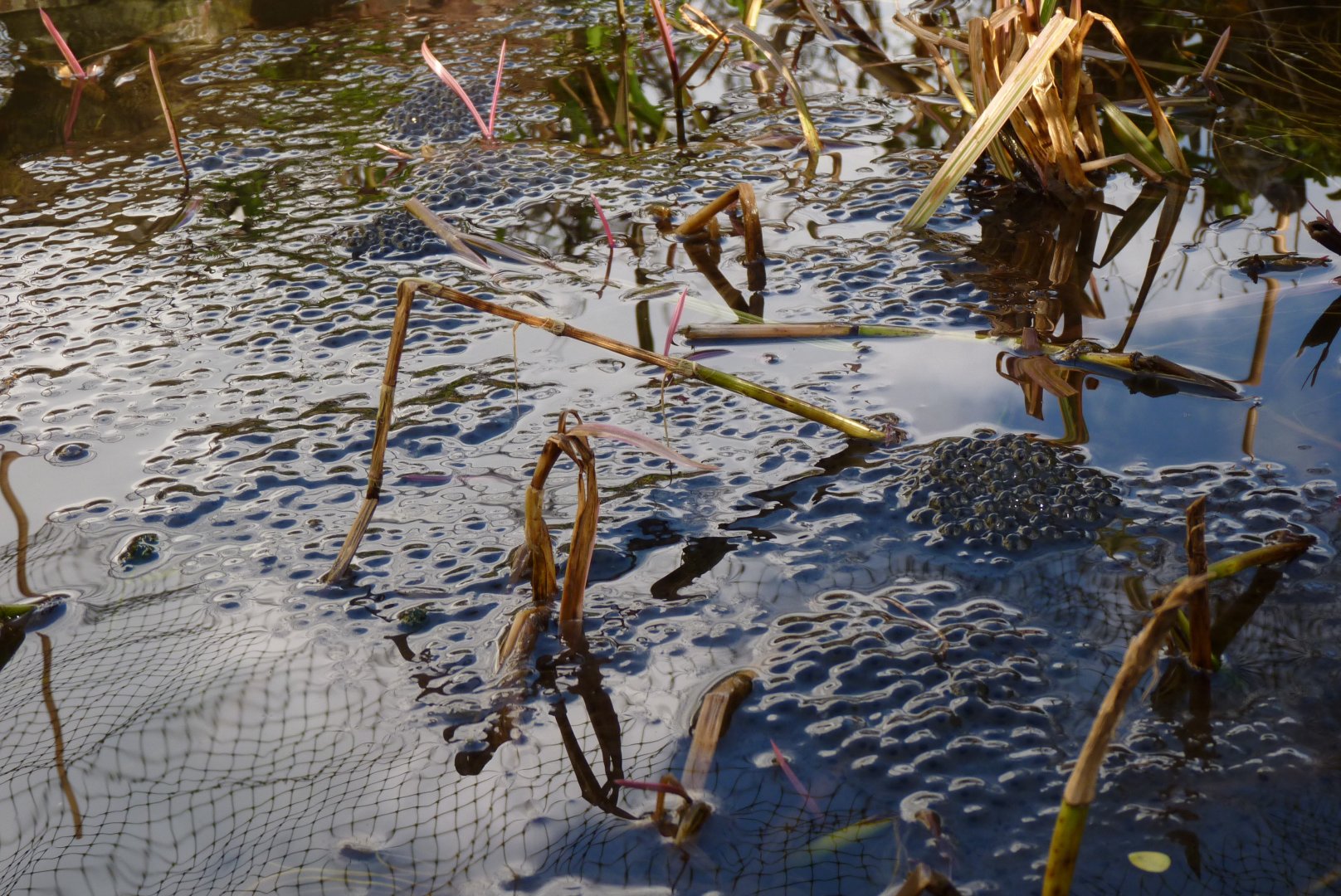 Frogspawn, February 2017