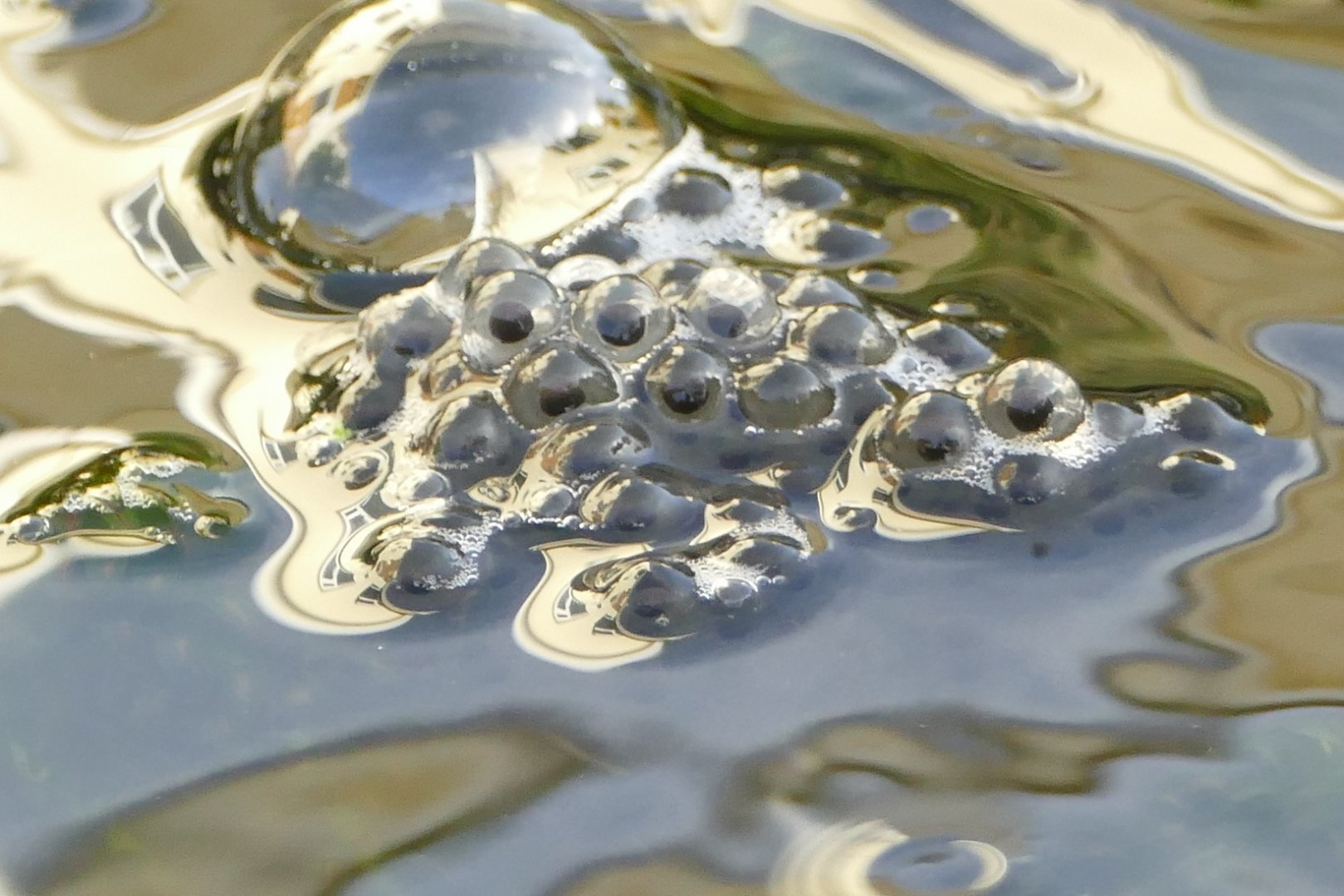 Frogspawn, February 2020