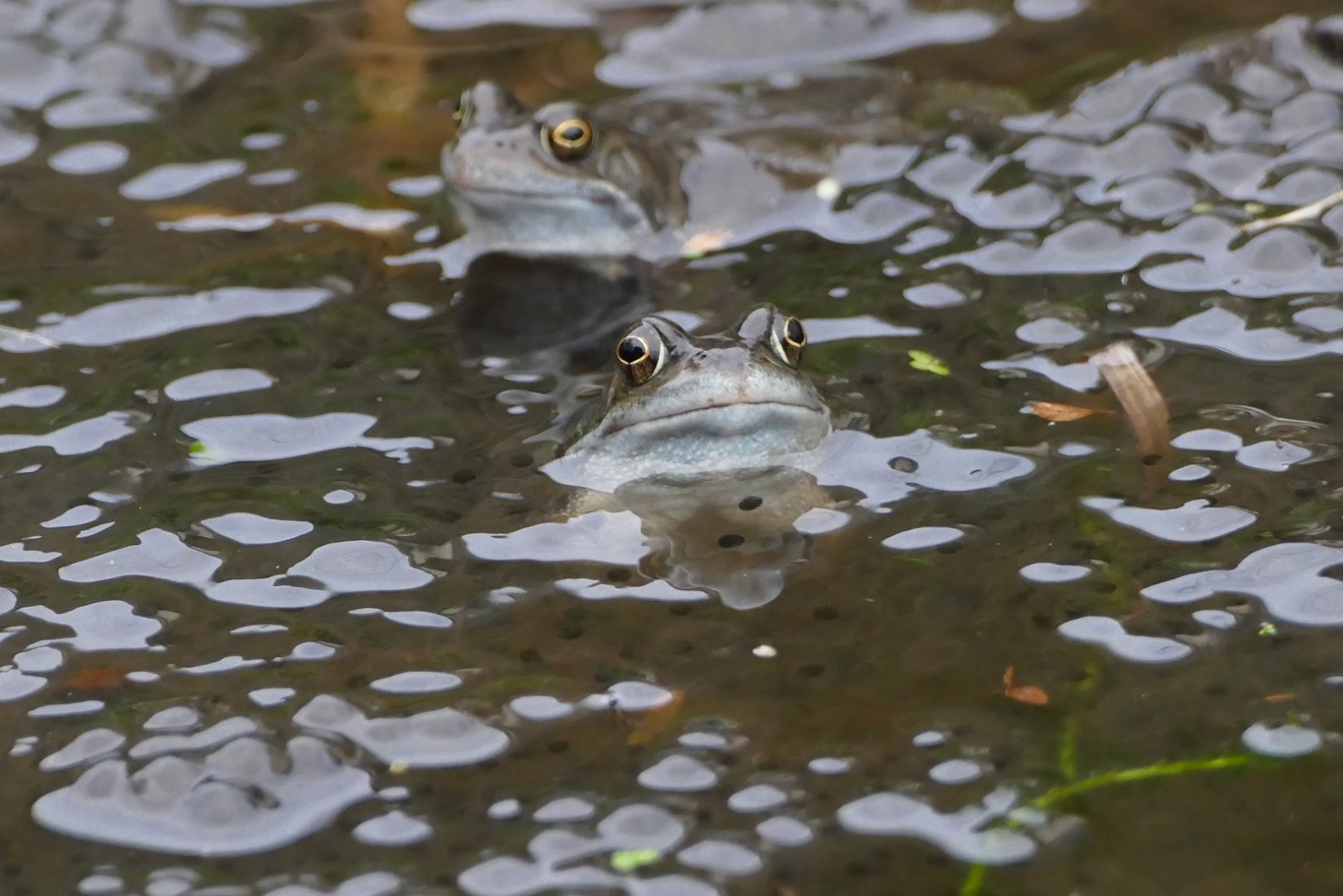Frogspawn, January 2019