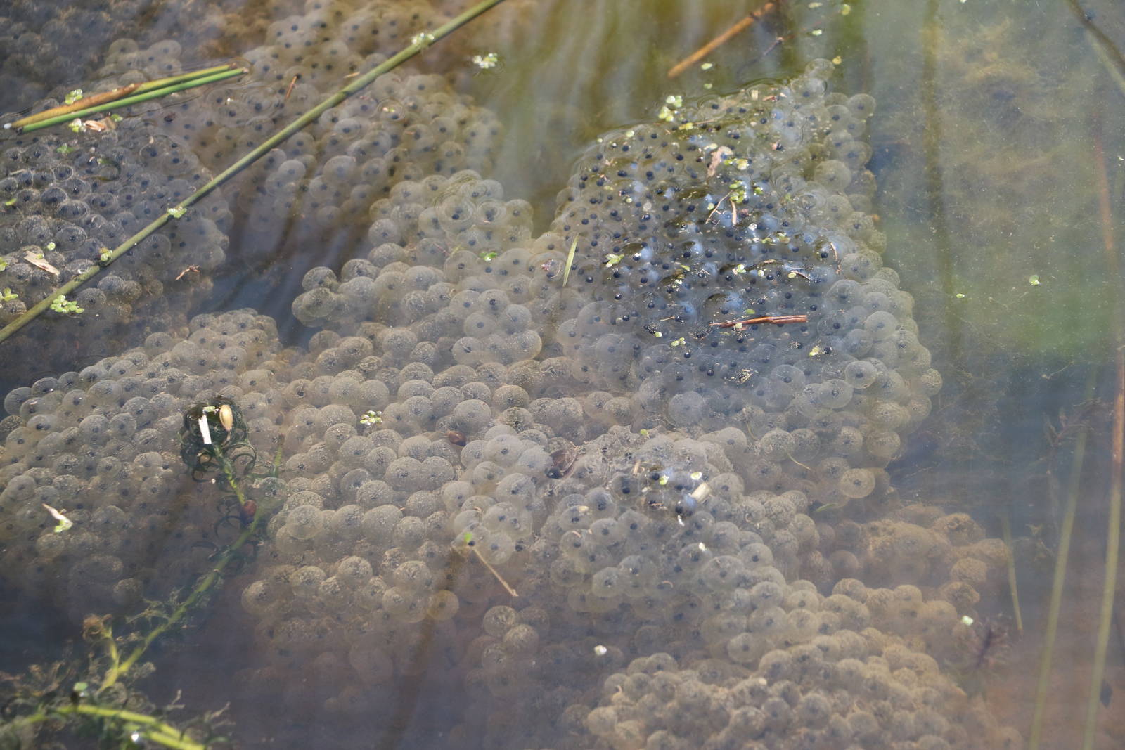 Frogspawn, March 2016