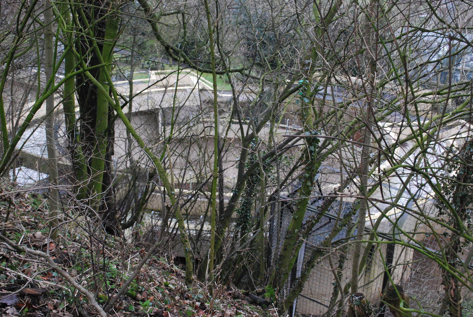 FROM ABOVE THE POLAR BEAR PIT