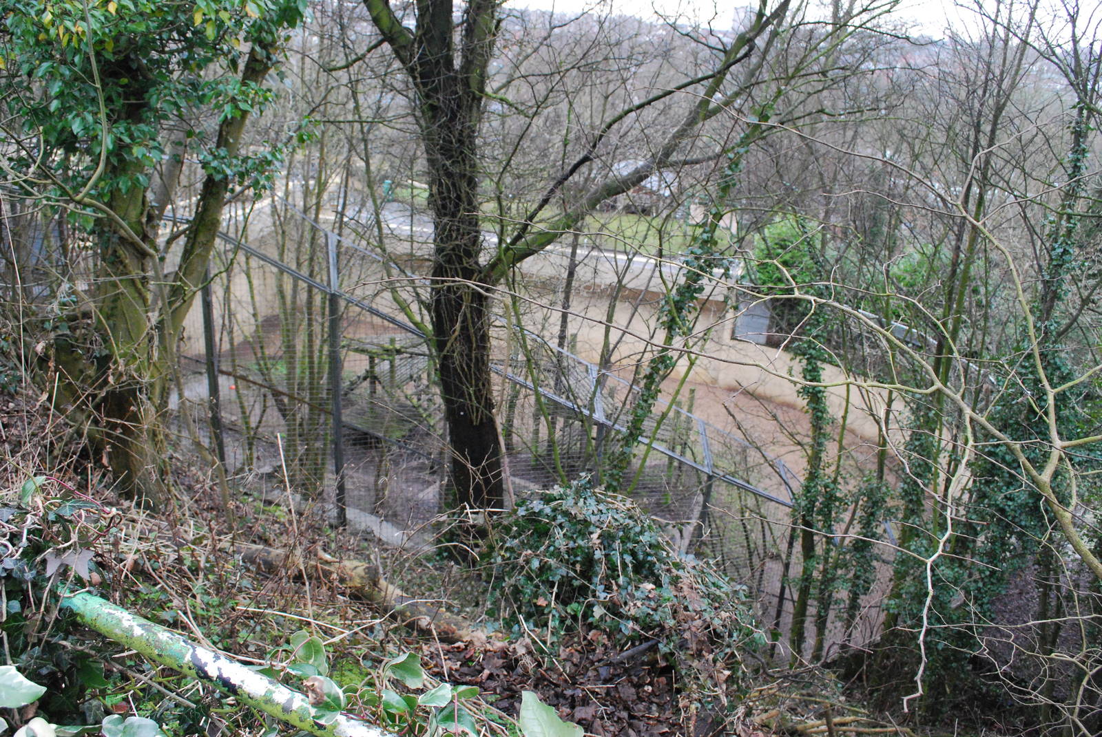 FROM ABOVE THE TIGER PIT