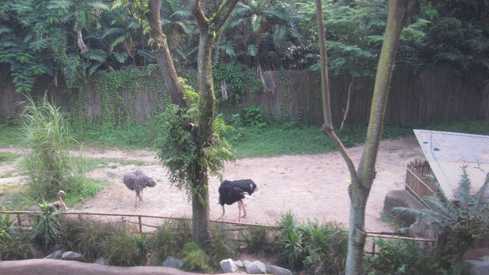 From the Panorail - Dinosaur Descendants