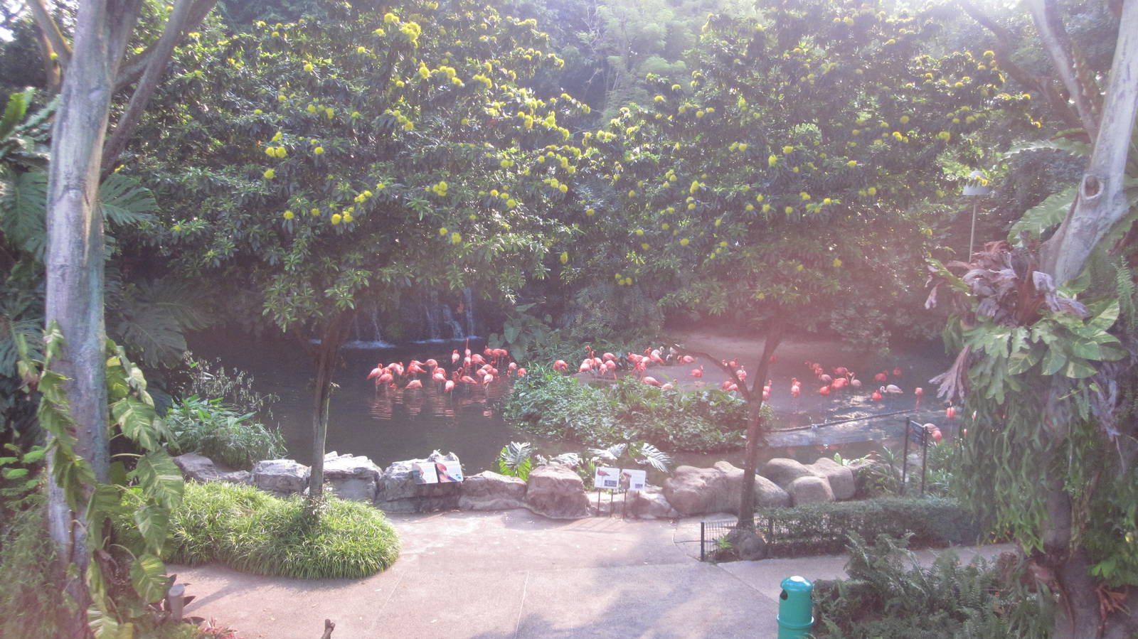 From the Panorail - Flamingo Pool