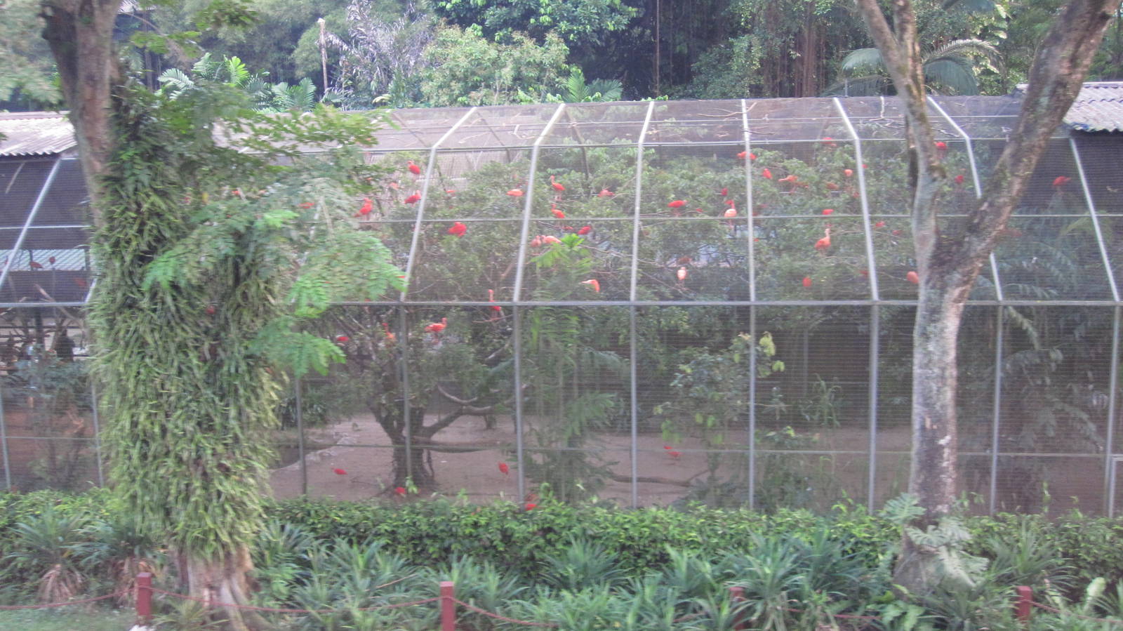 From the Panorail - Scarlet Ibis aviary
