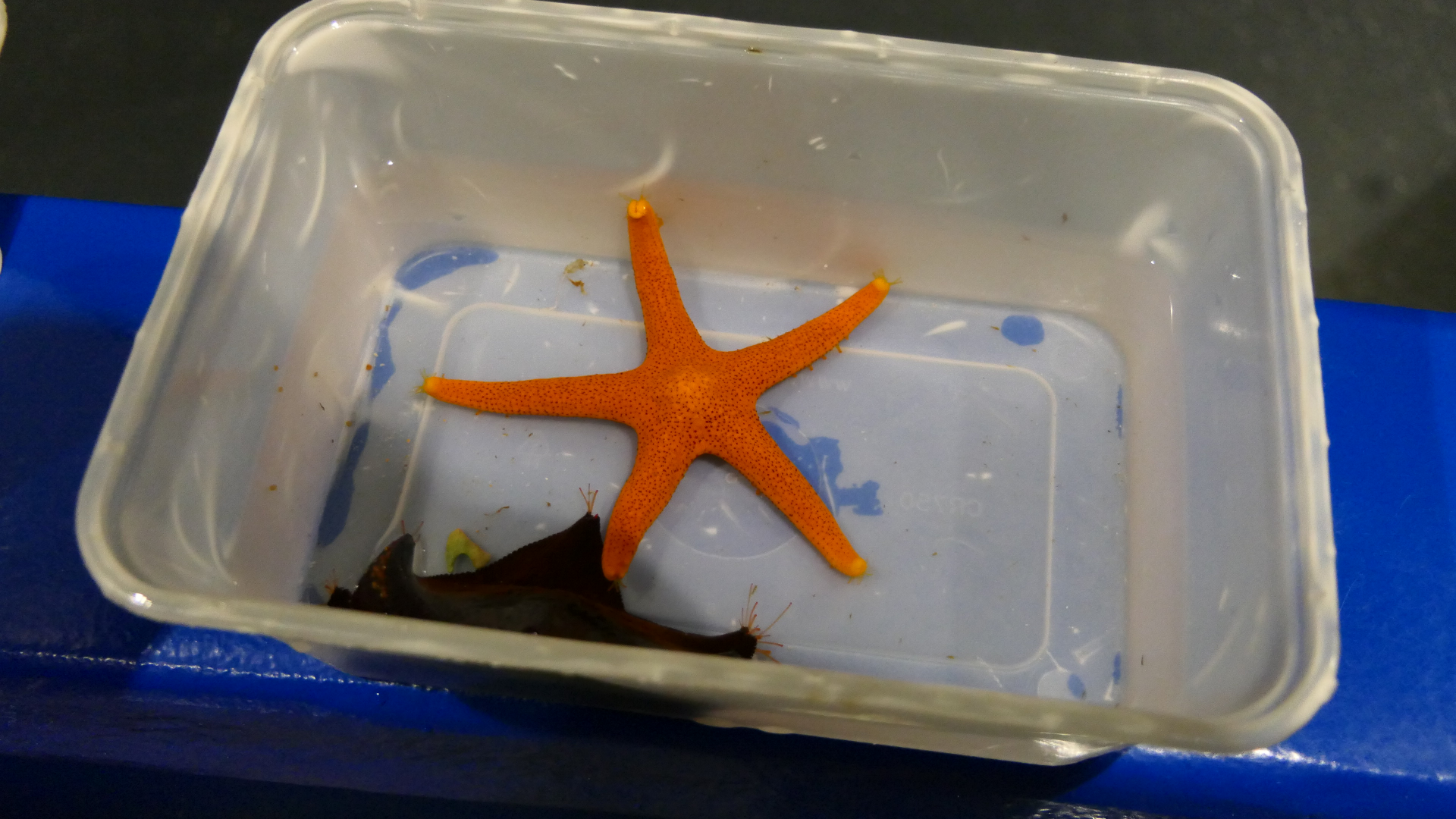 Fromia polypora and Meridiastra gunni - Dolphin Discovery Centre, Bunbury