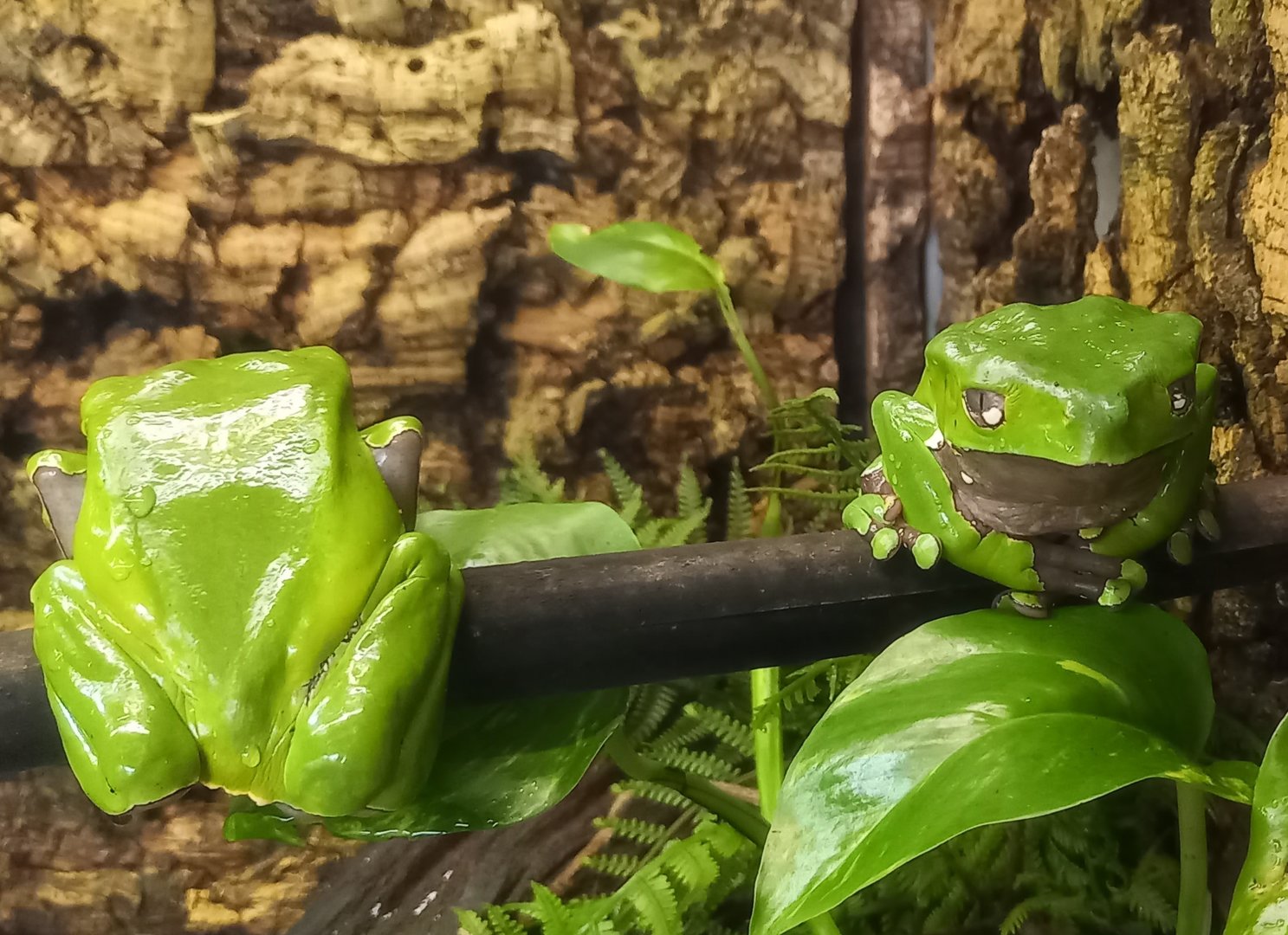Front and back - Phyllomedusa bicolor