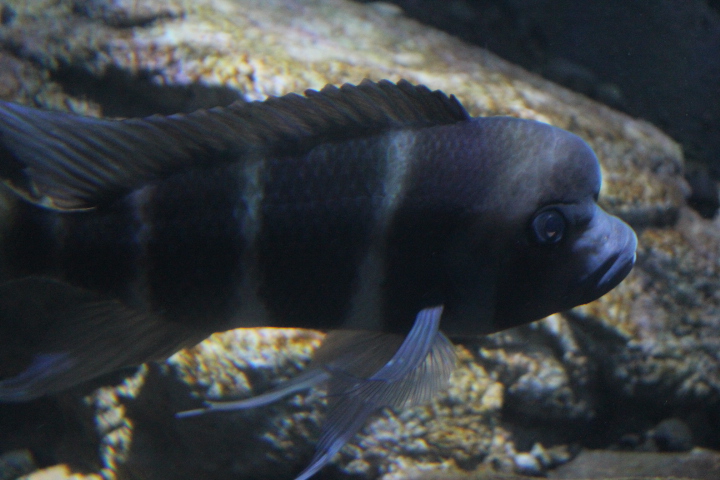 Front cichlid (Cyphotilapia frontosa) - Suraloka Interactive Zoo