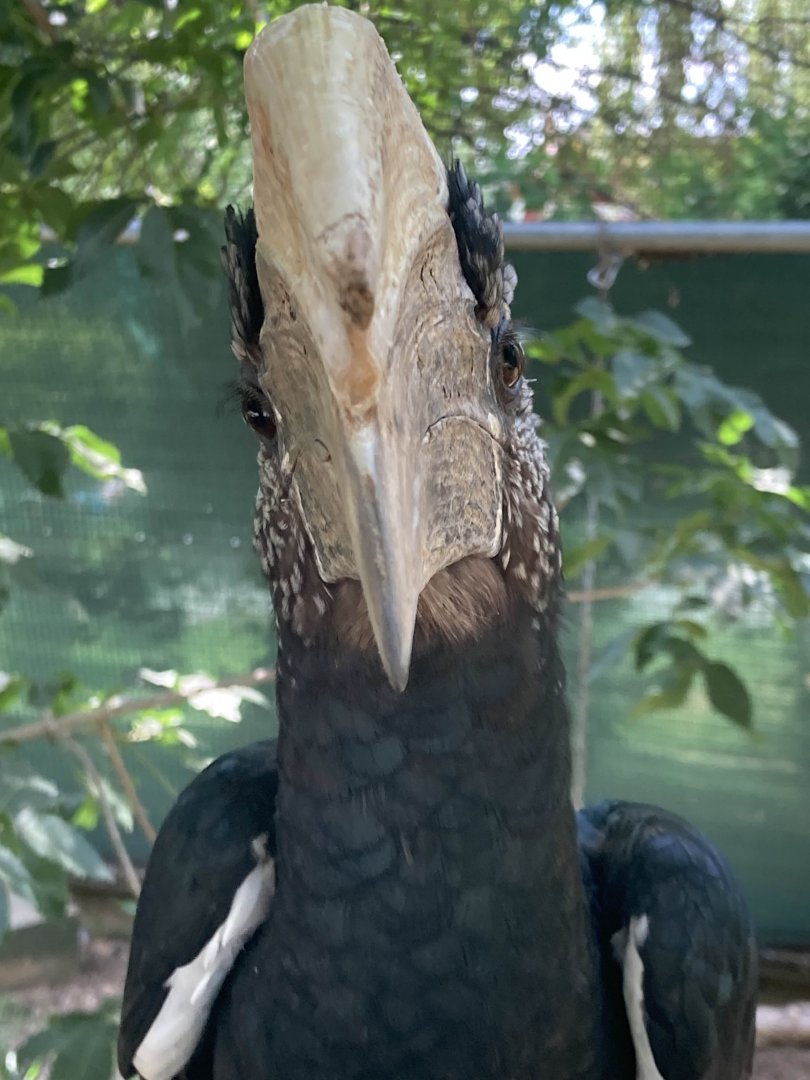 Front-faced Silvery-Cheeked Hornbill