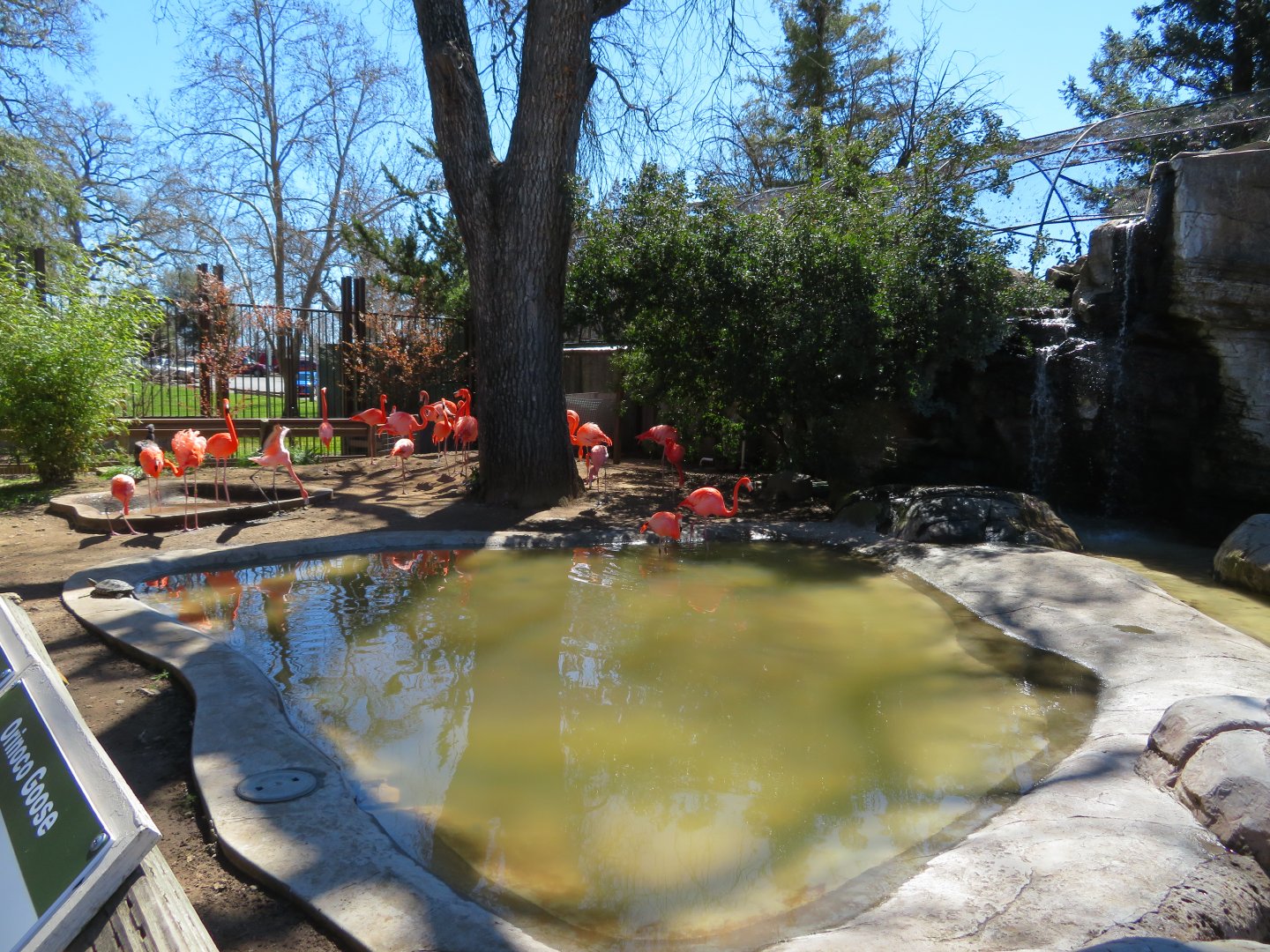 Front Flamingo Exhibit