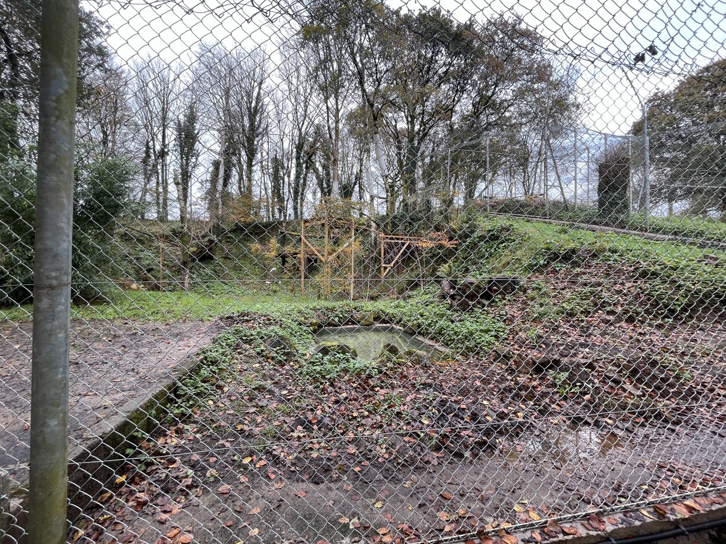 Front mesh view of Amur Leopard exhibit