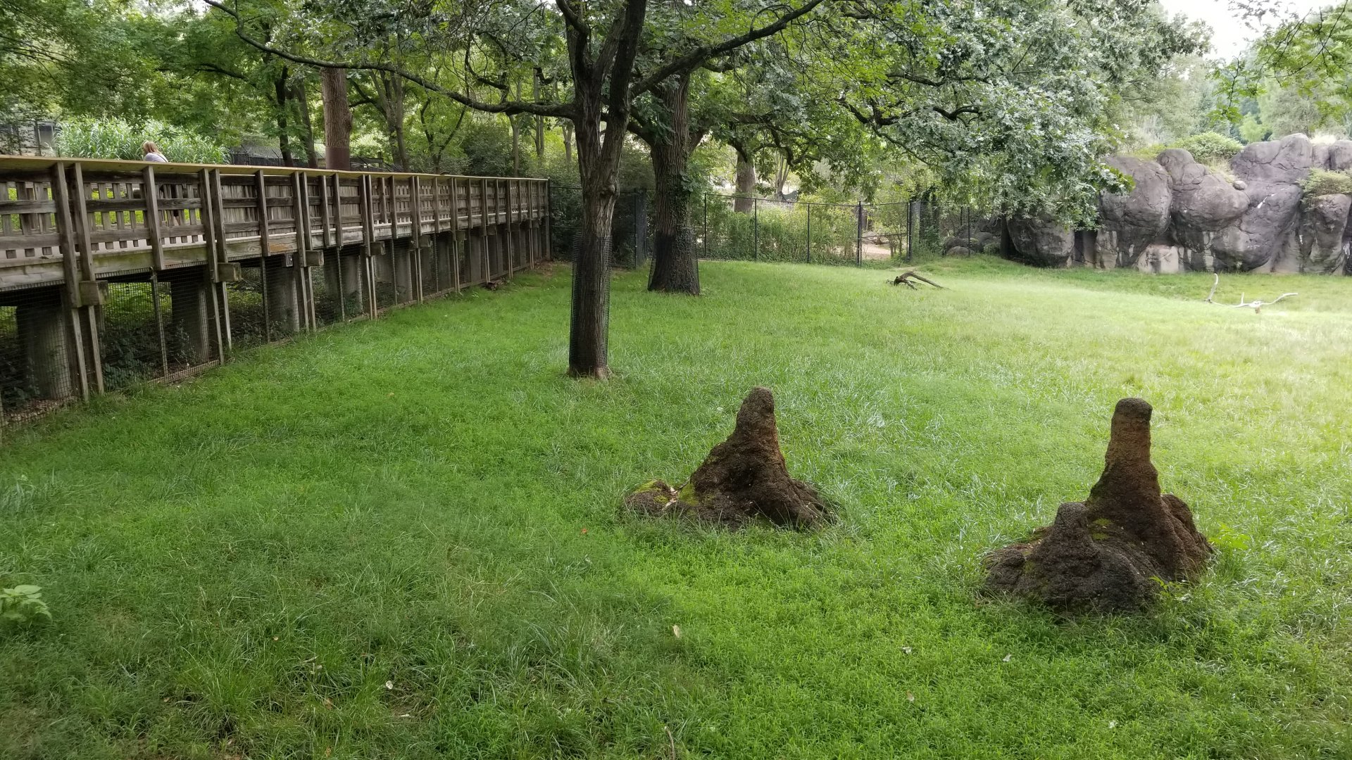 Front of addra/kudu, with cheetahs on the other side