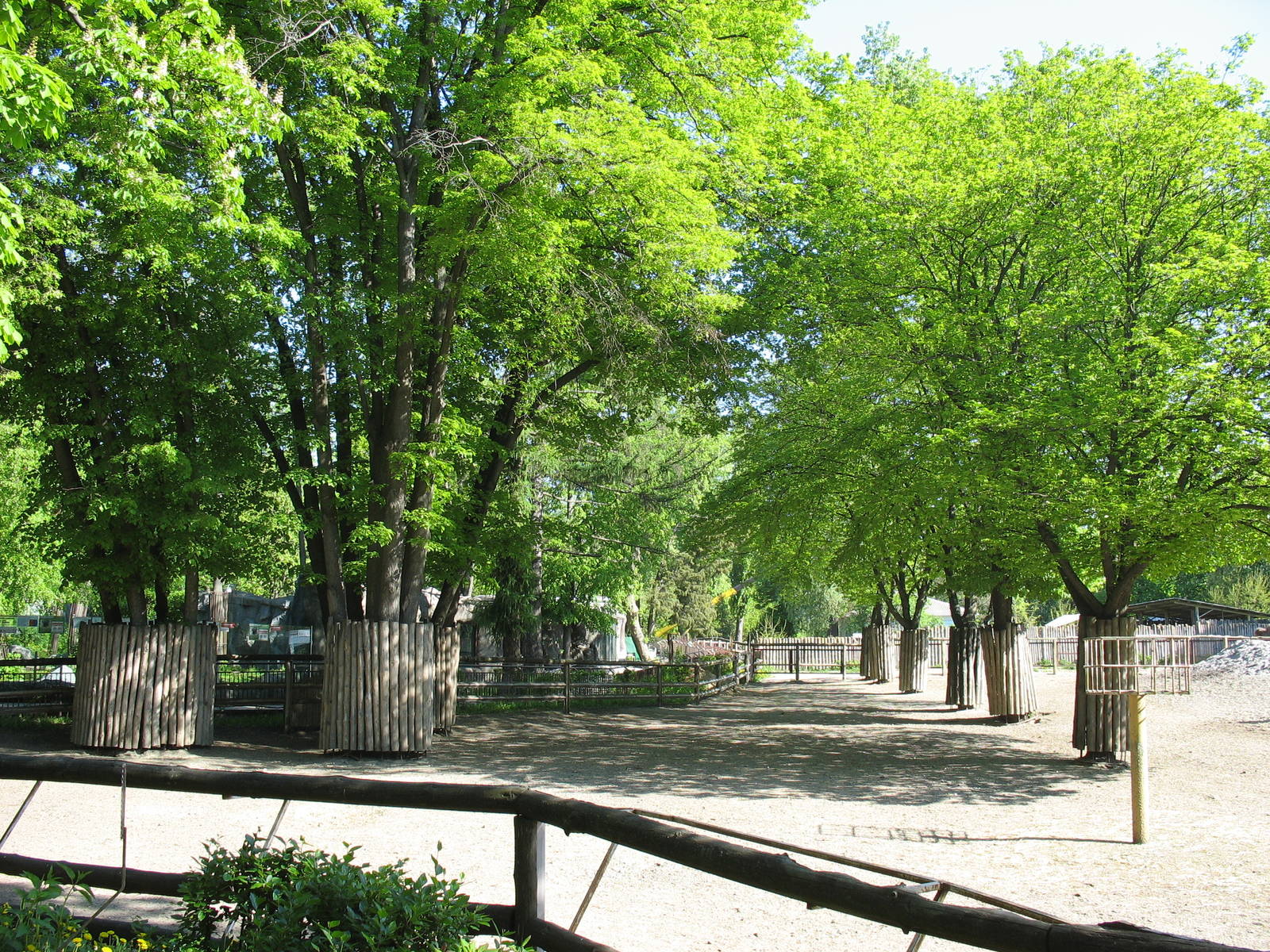 Front part of the Przewalski's horse enclosure