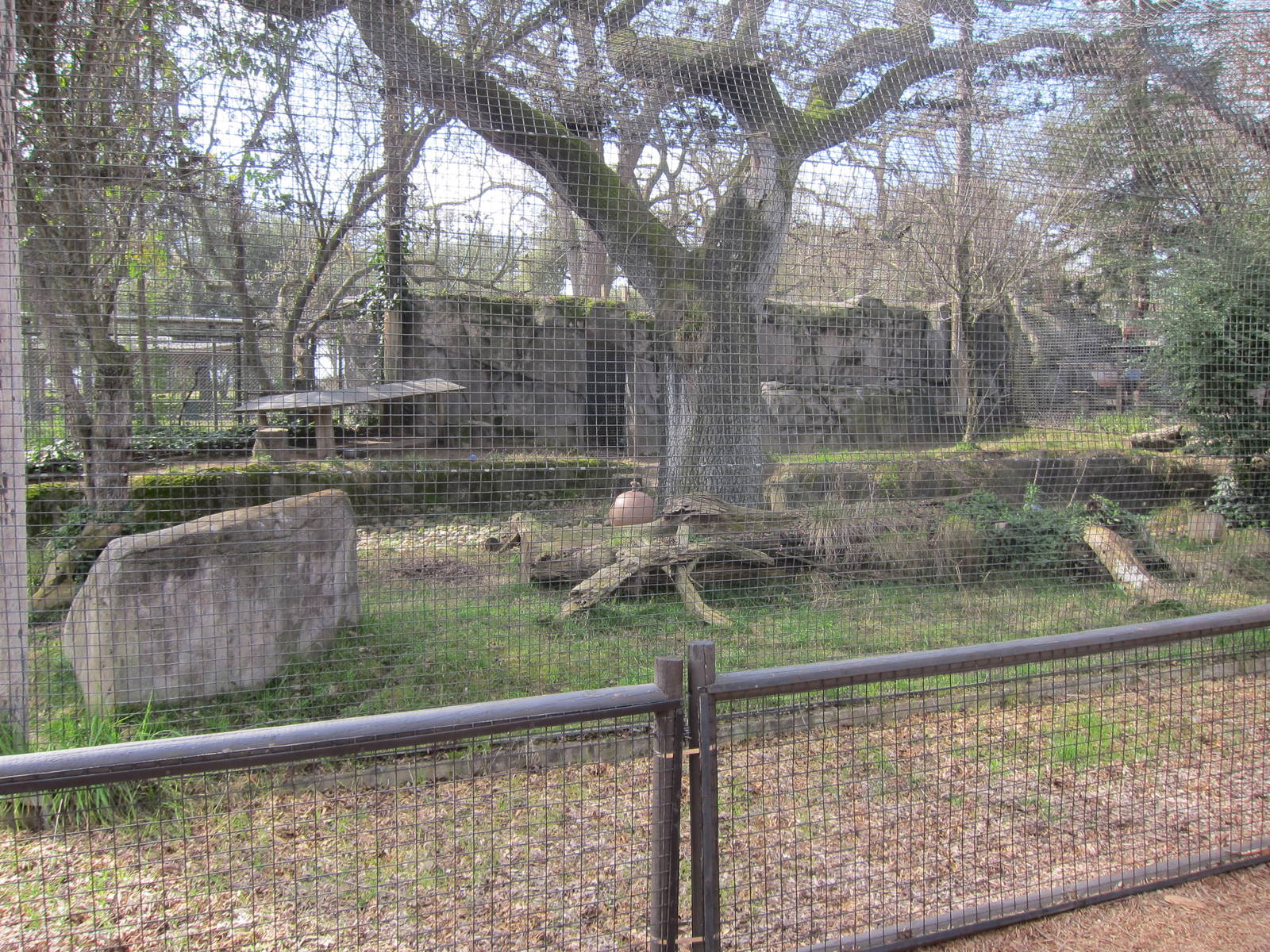 Front Veiw of the Mountain Lion Enclosure
