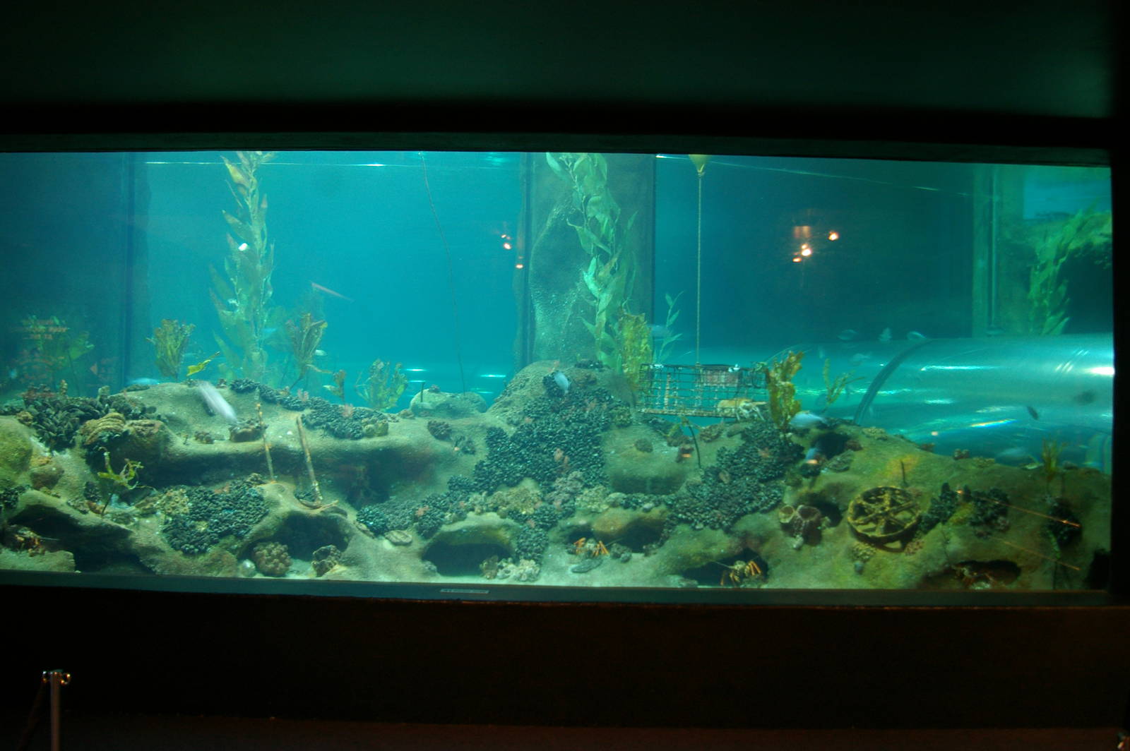 front viewing window of Oceanarium
