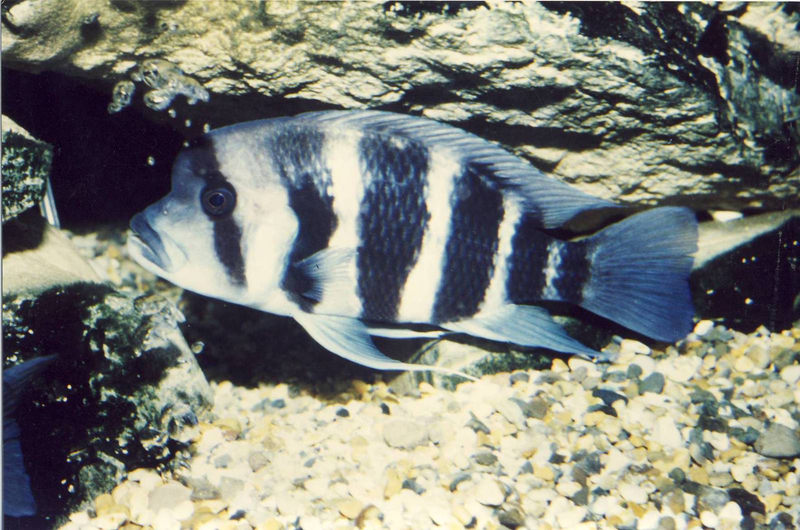 Frontosa Chester Zoo 14 March 1989