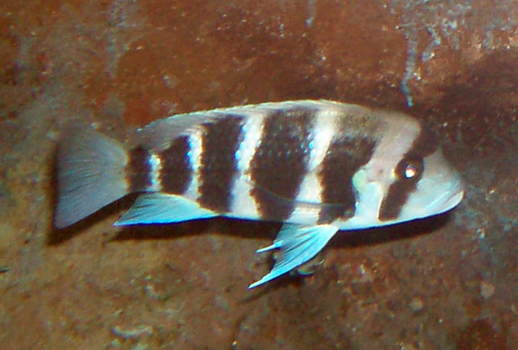 Frontosa Cichlid (Cyphotilapia frontosa)