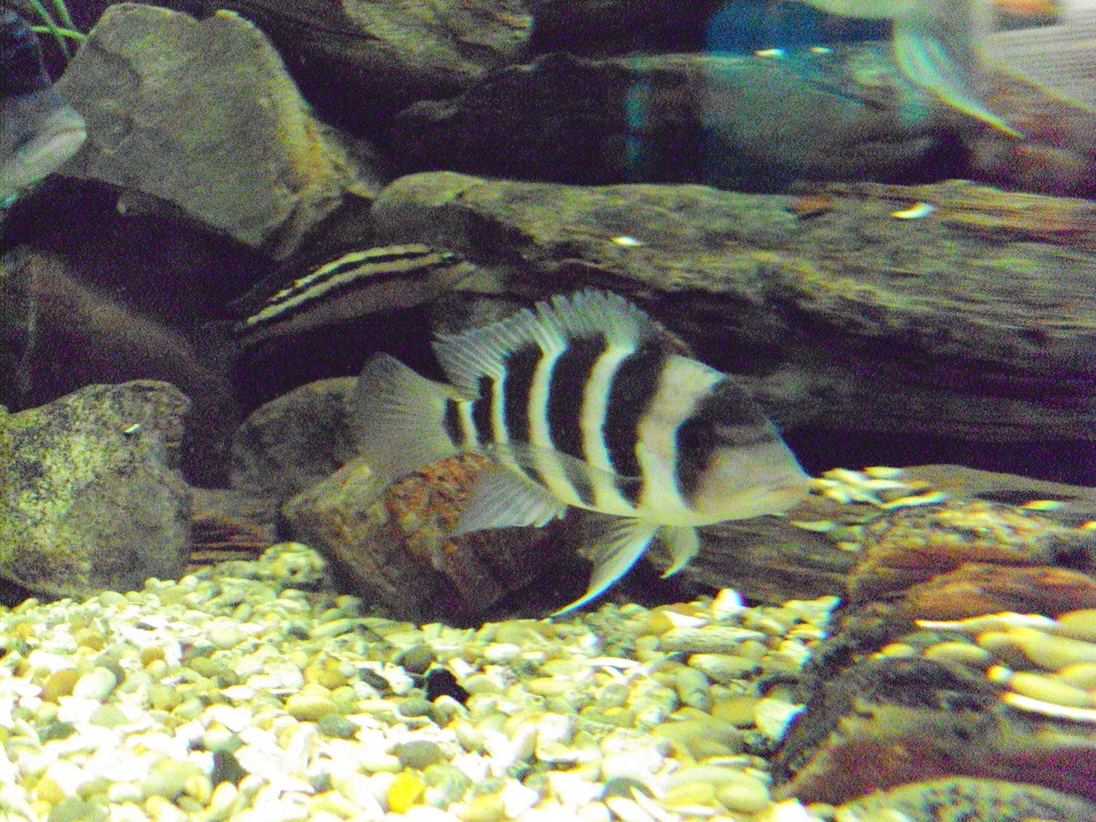 Frontosa Cichlid (Cyphotilapia frontosa)