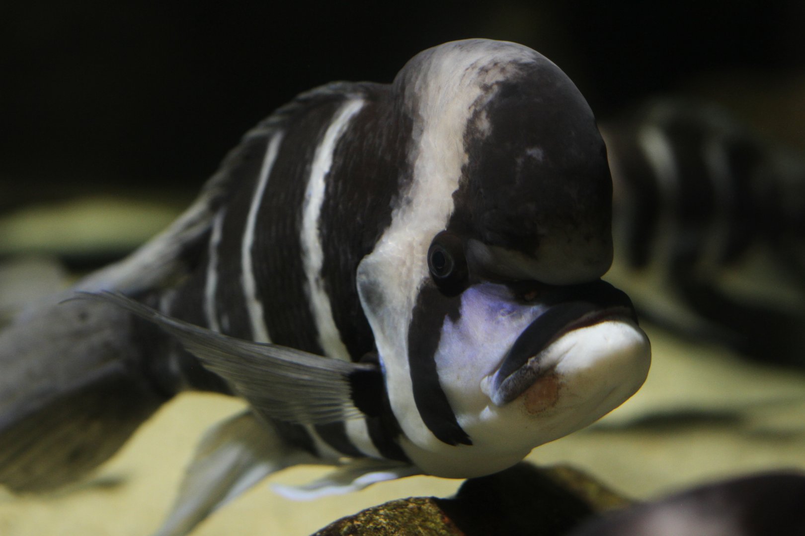 Frontosa cichlid (Cyphotilapia frontosa)
