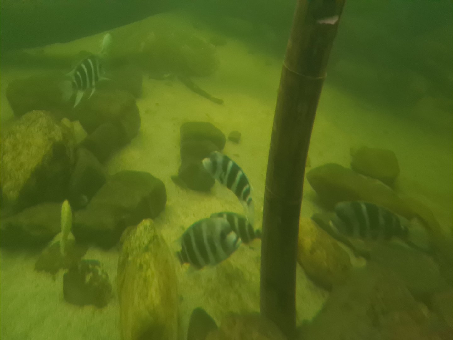 Frontosa cichlids in Pankong river