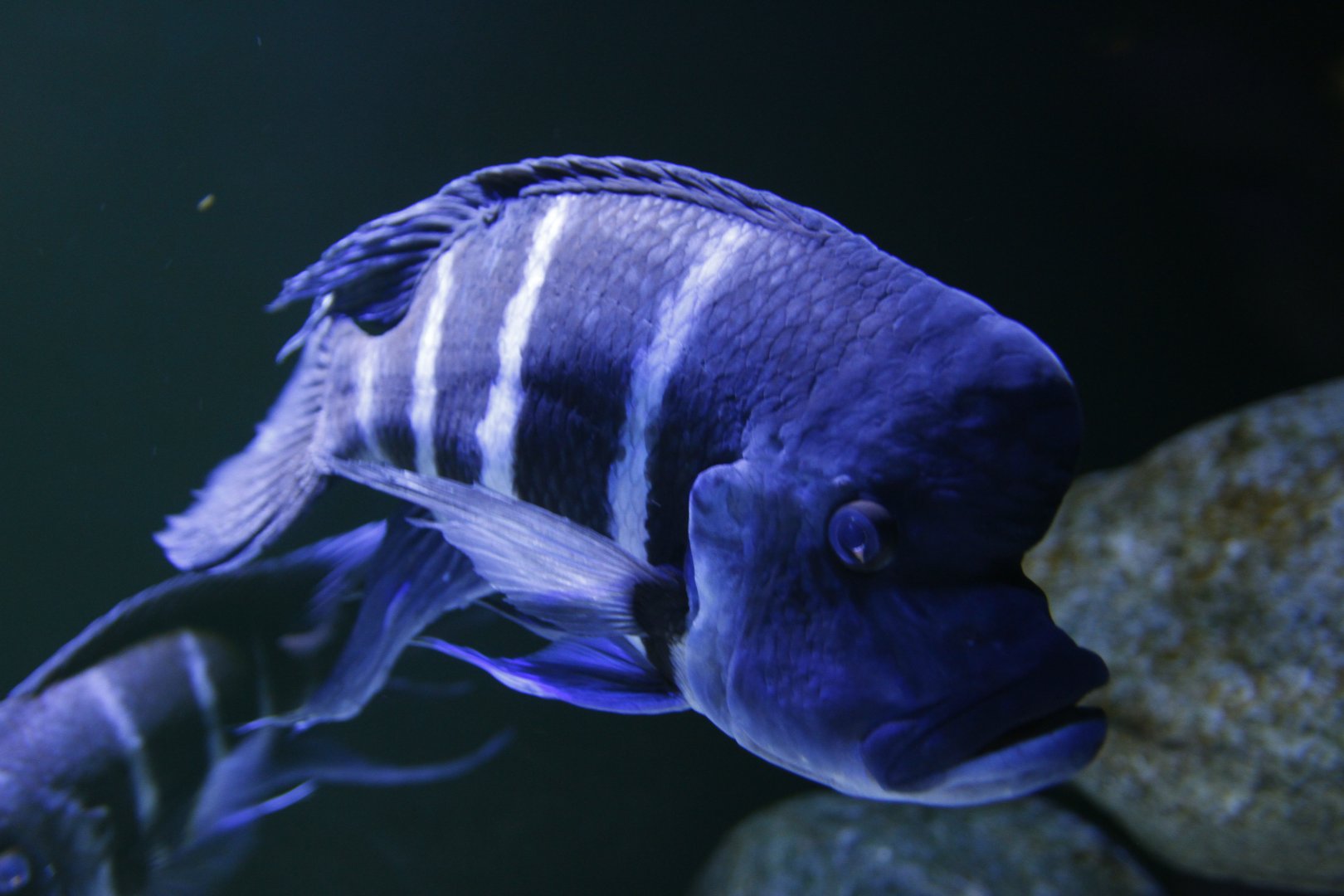 Frontosa (Cyphotilapia frontosa)