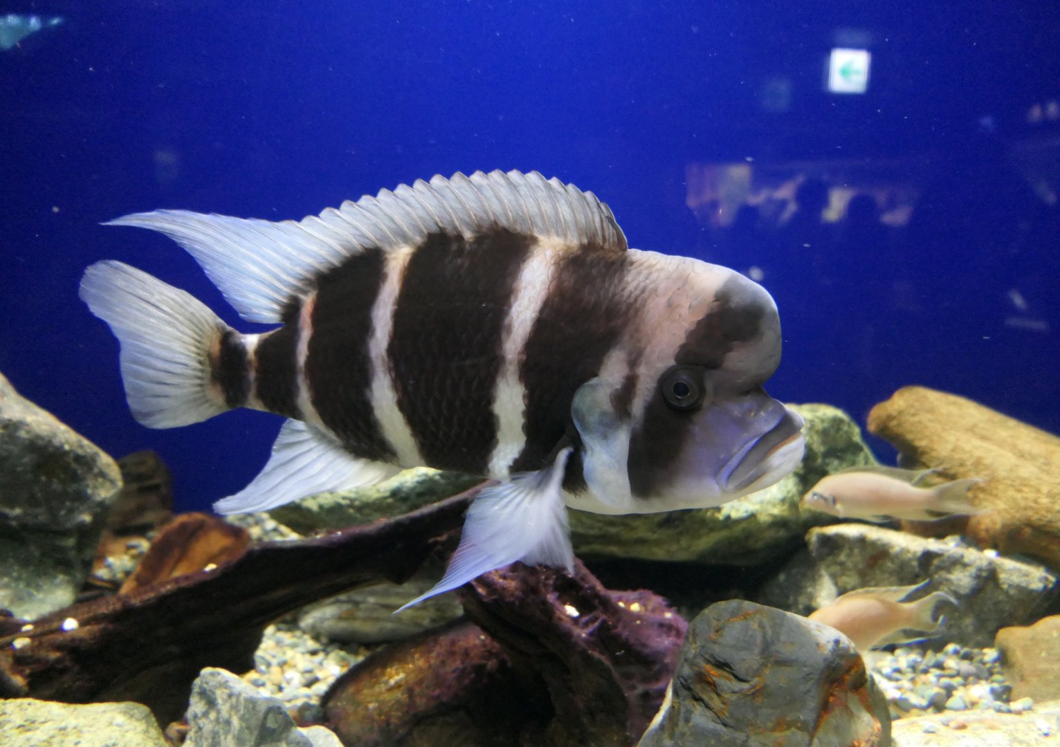Frontosa (Cyphotilapia frontosa)