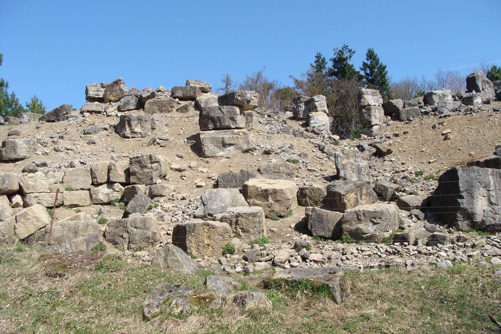 Frontside of alpine ibex exhibit