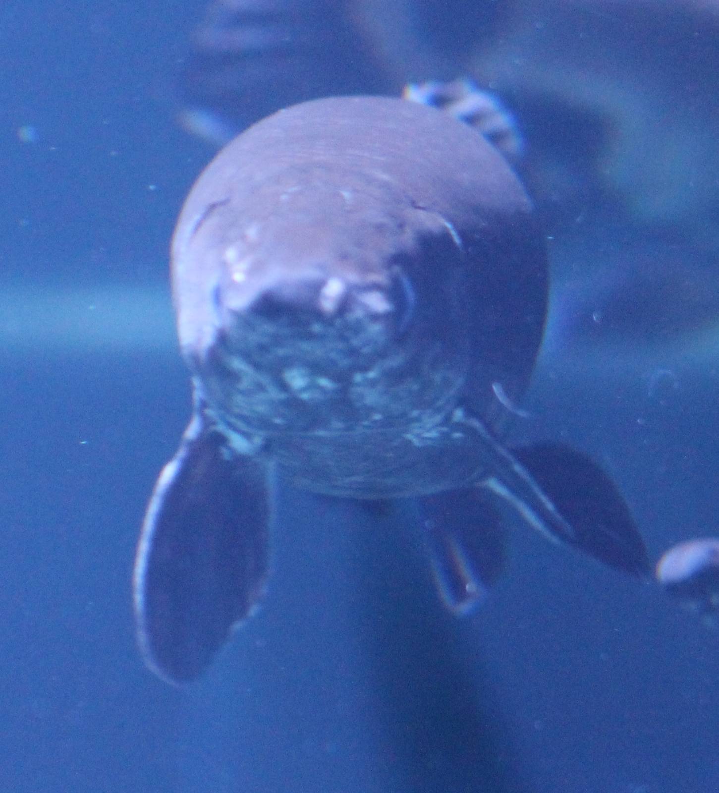 Frontview Tropical gar