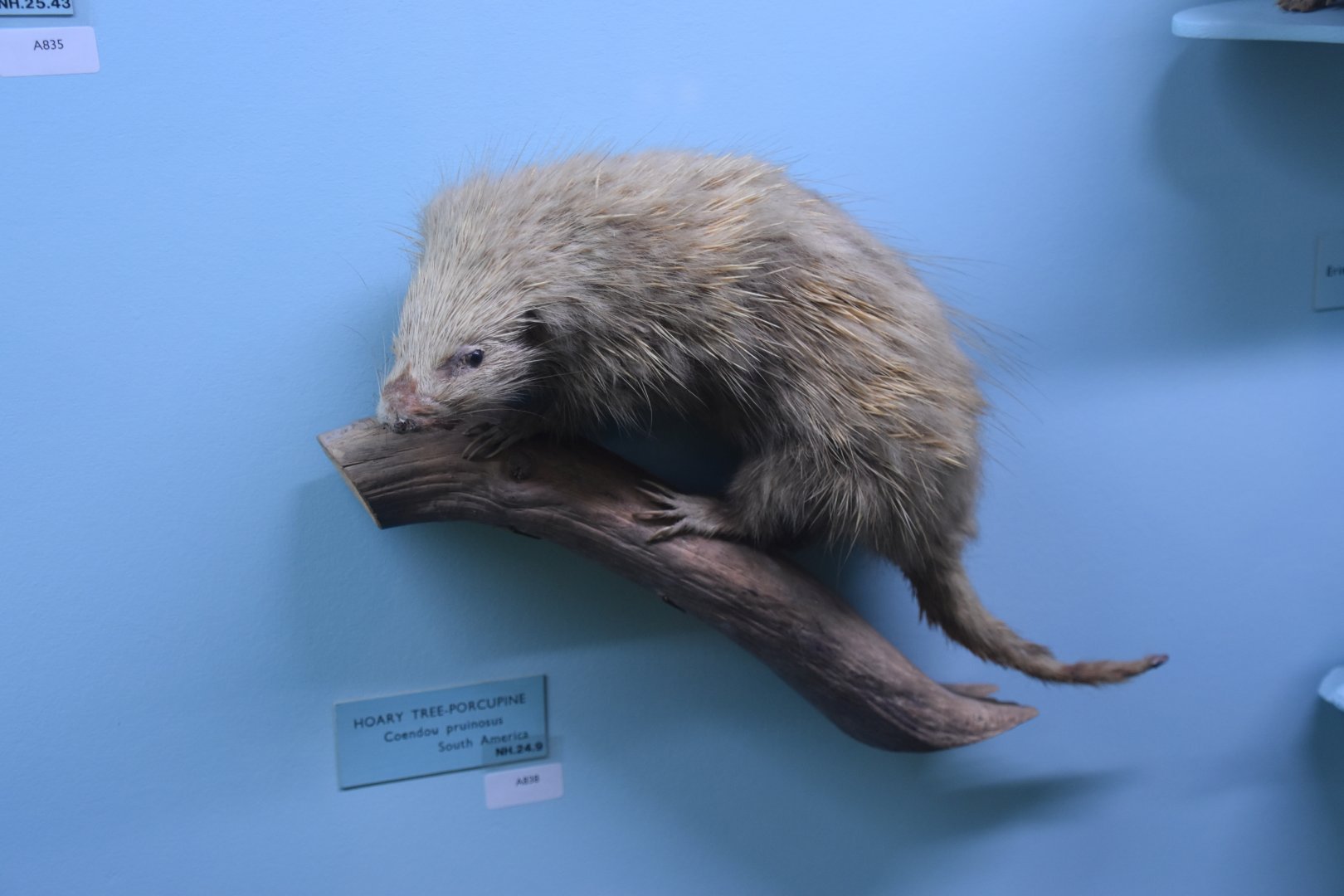 Frosted hairy tree porcupine