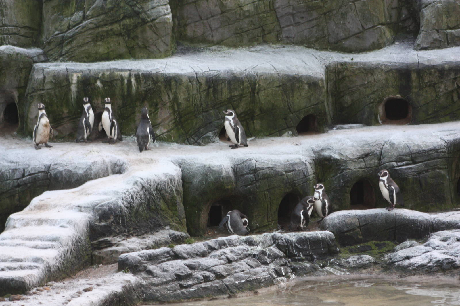 Frosty penguins, 30th December 2014