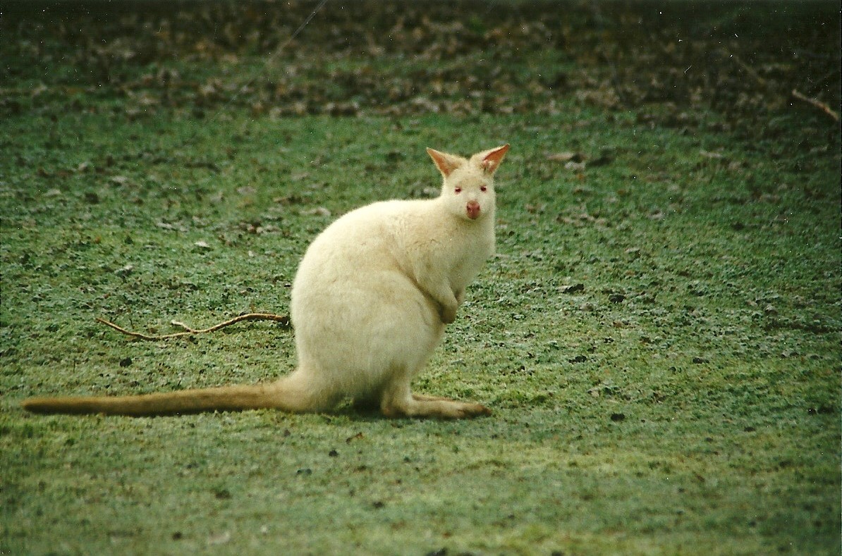 Frosty Wallaby 18th December 1999