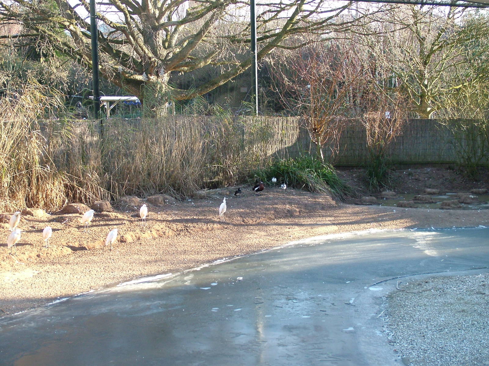 Frozen European wetland bird exhibit at Bristol 19/12/09
