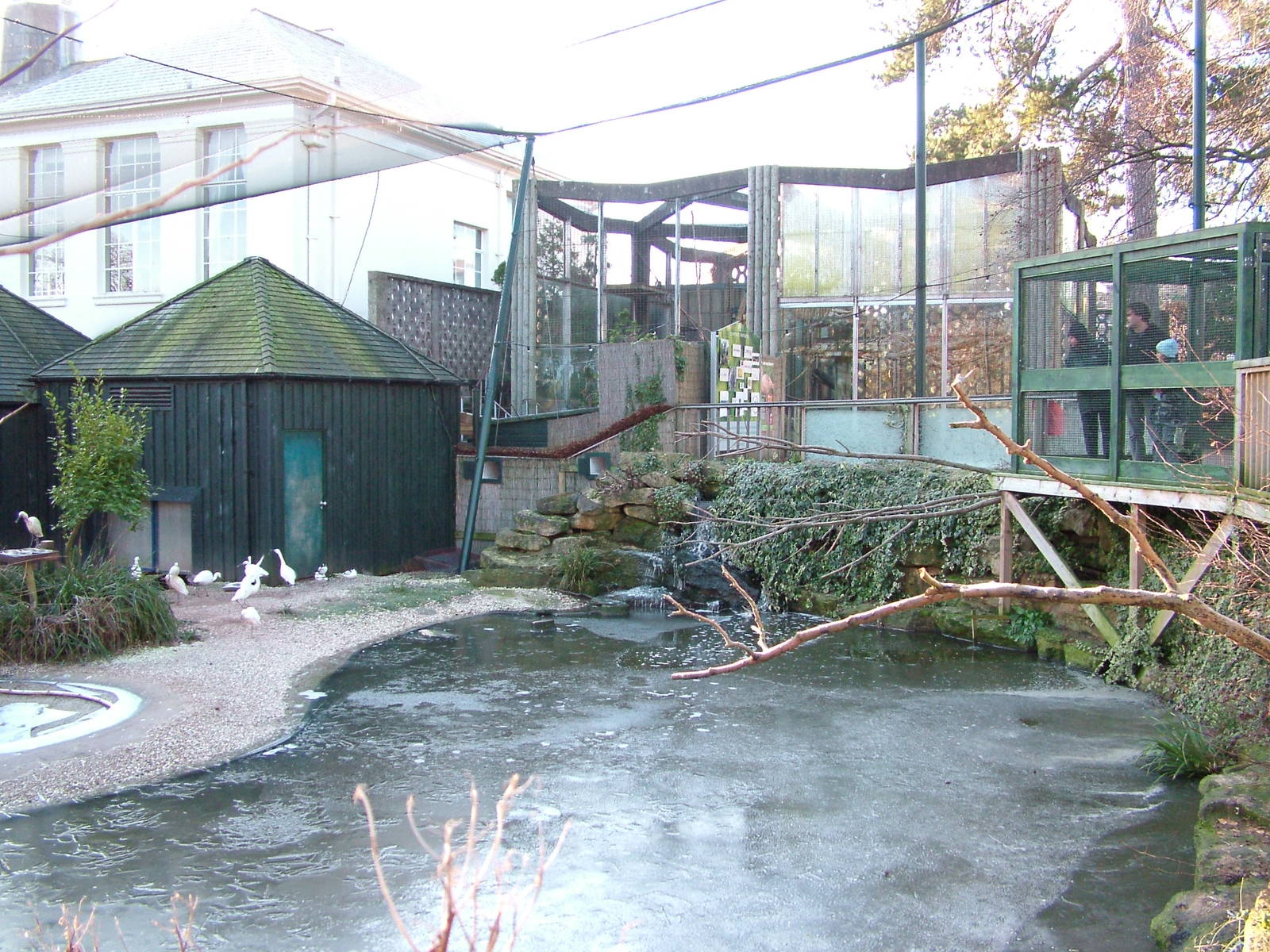 Frozen European wetland bird exhibit at Bristol 19/12/09