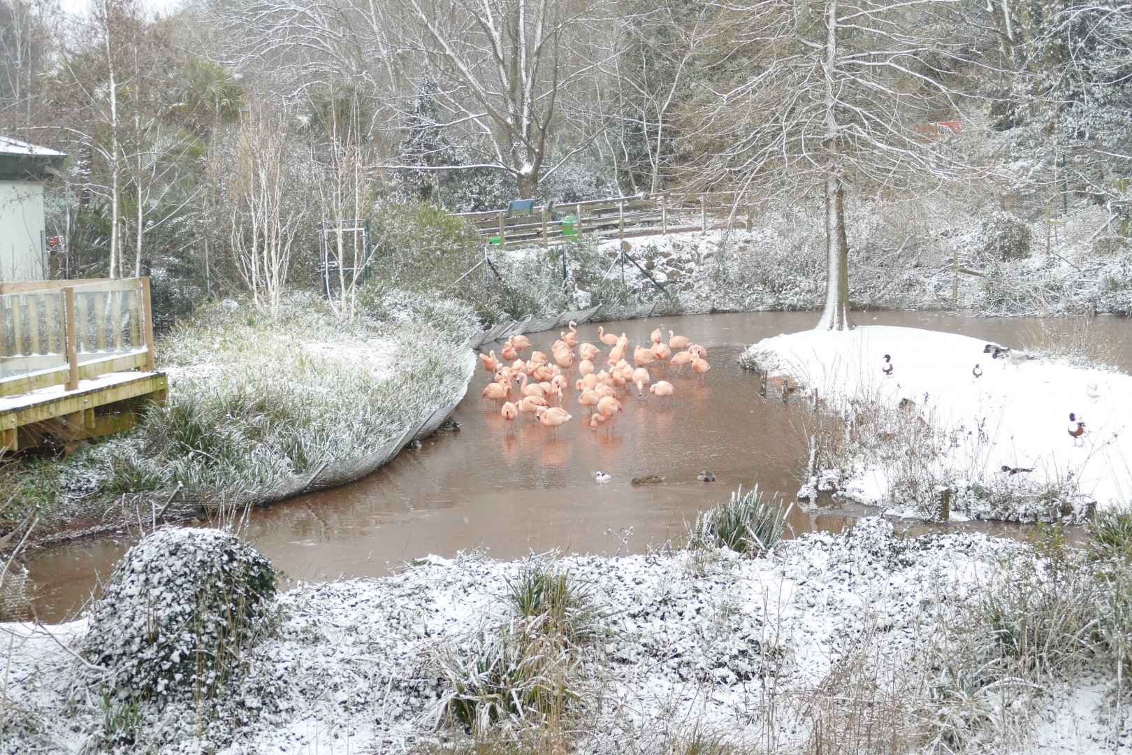 Frozen Flamingos, 28 February 2018