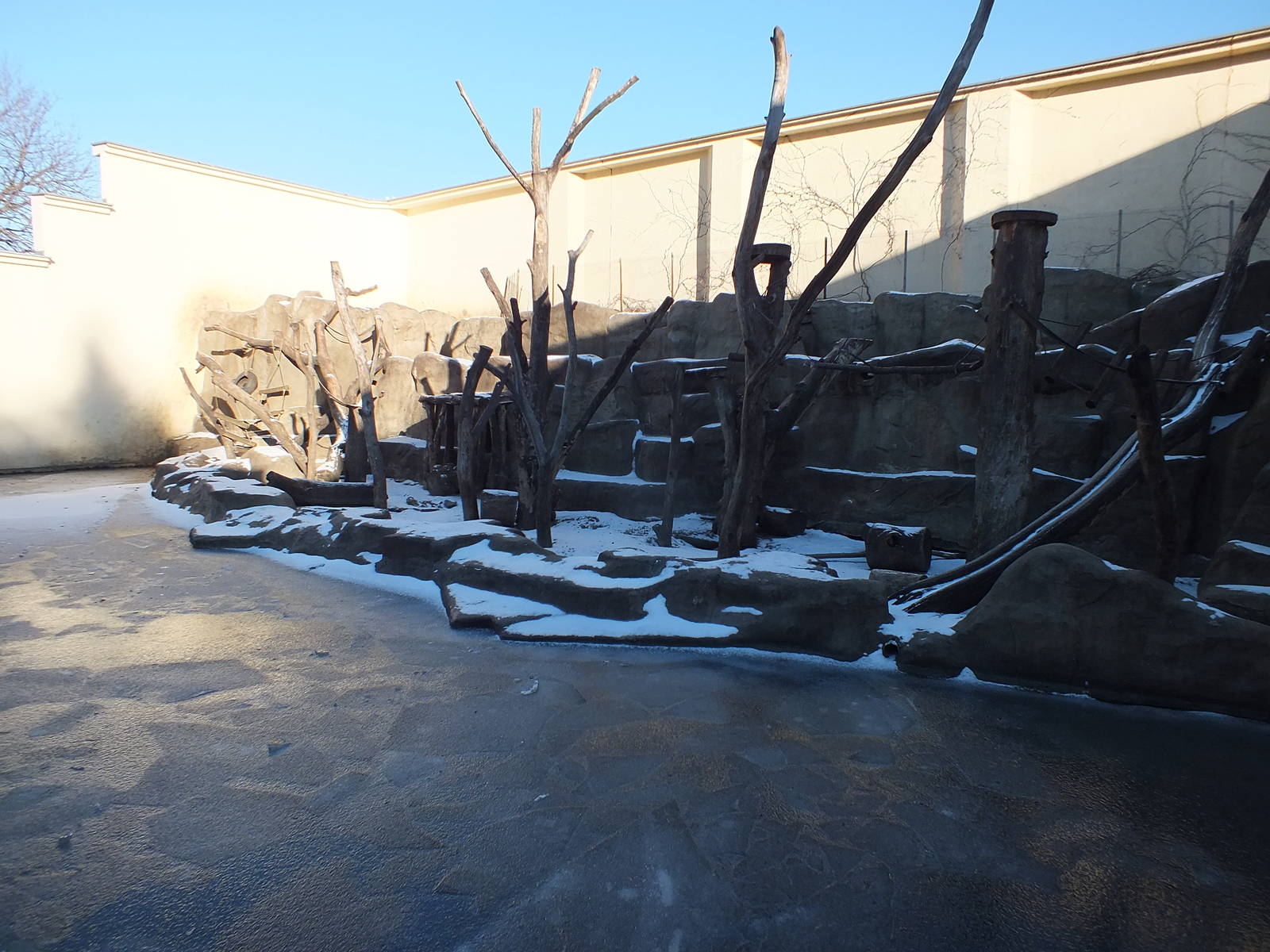 Frozen Hamadrayas Baboon Outdoors