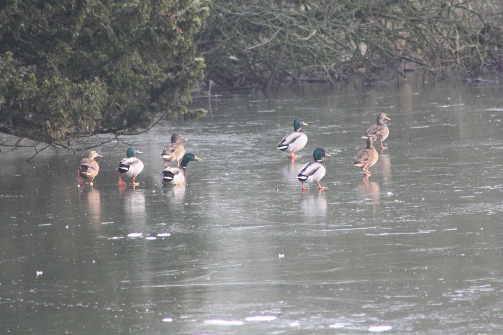 Frozen lake, 30th December 2014