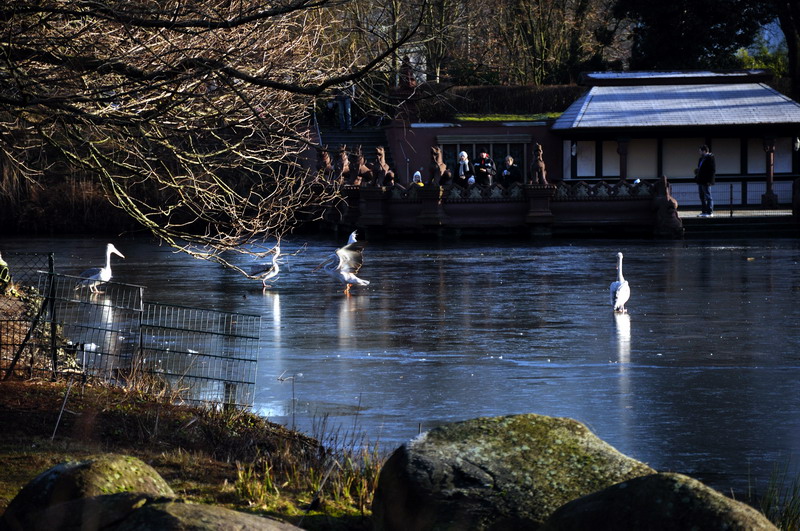Frozen lake at Hamburg