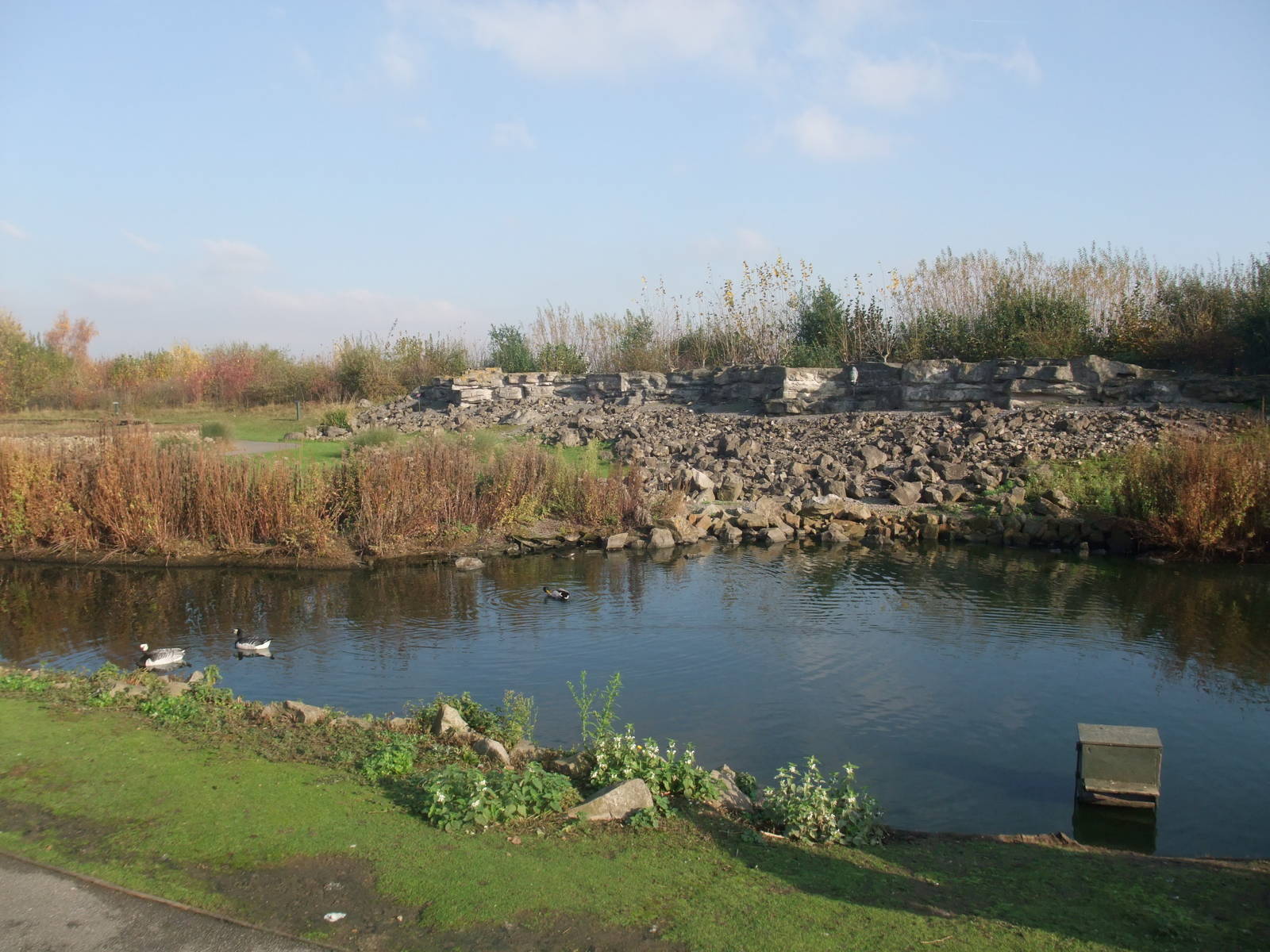 Frozen North Waterfowl Pen at London WWT (Barnes), 15/11/11