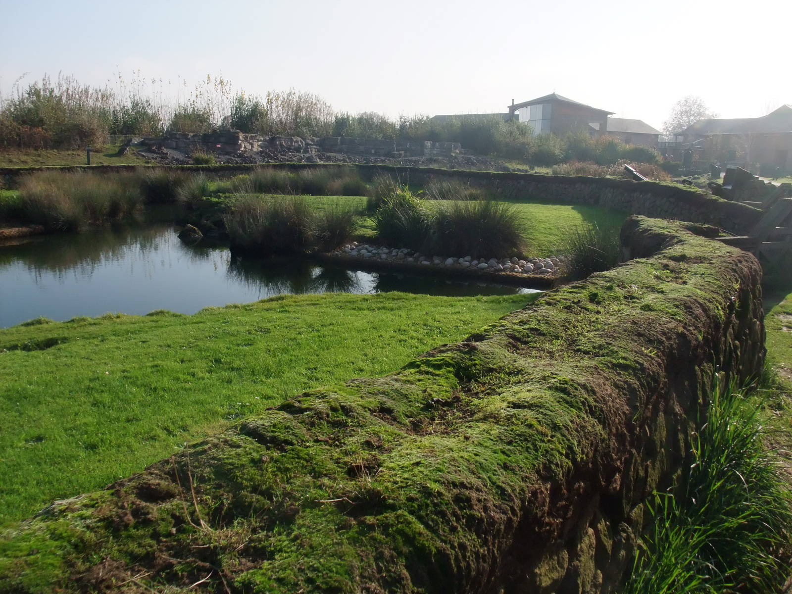 Frozen North Waterfowl Pen at London WWT (Barnes), 15/11/11