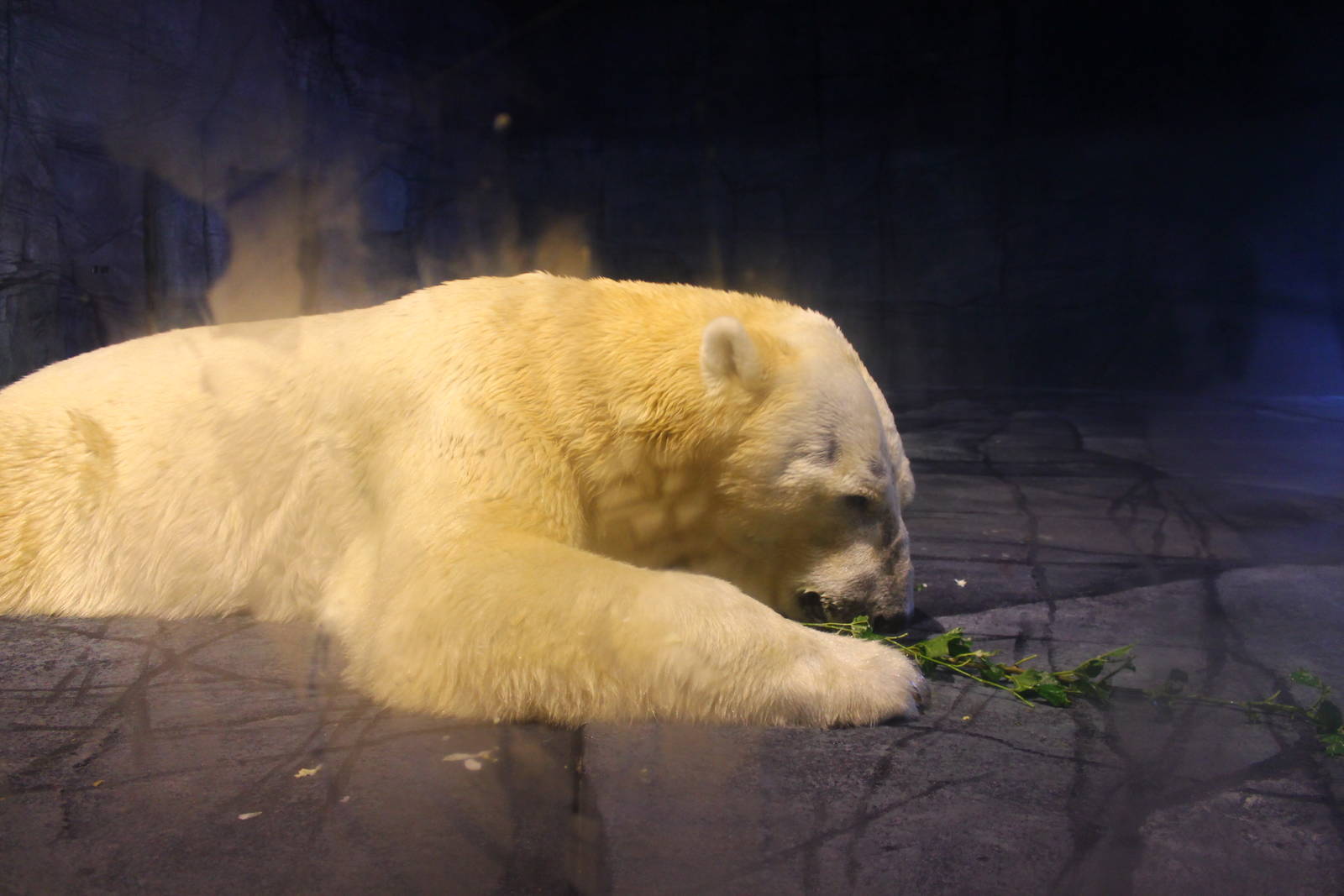 Frozen Tundra - Polar Bear Indoor "Cave"