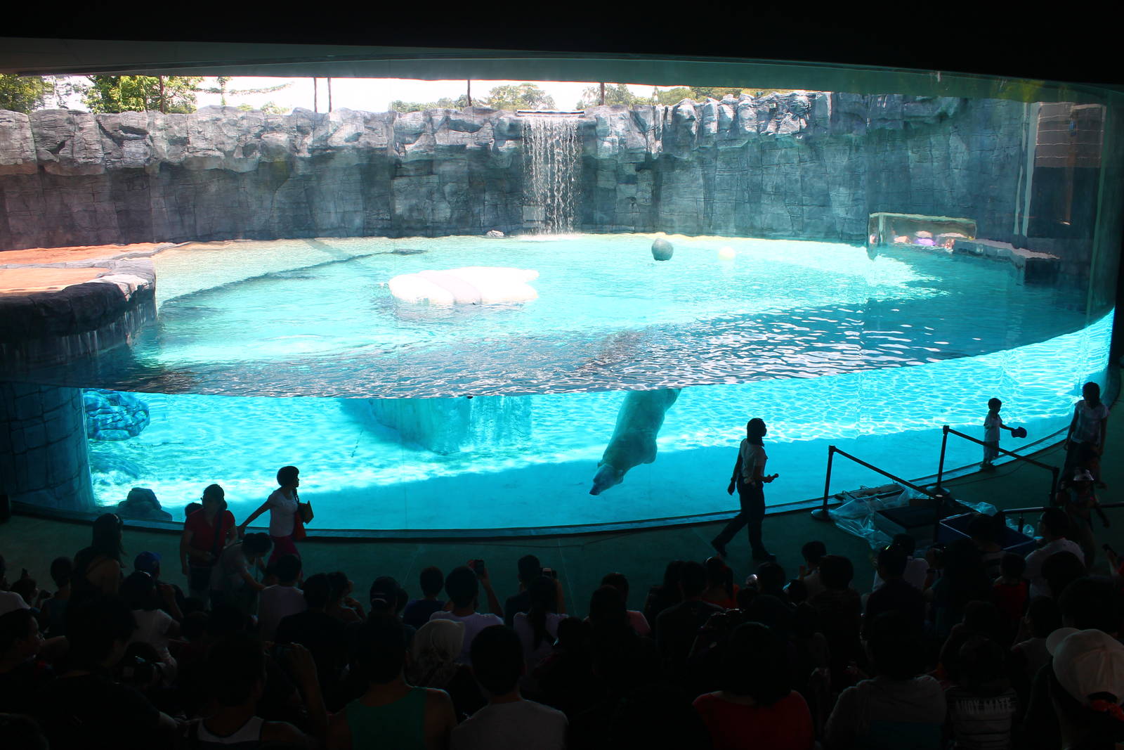 Frozen Tundra - Polar bear Underwater Viewing Gallery