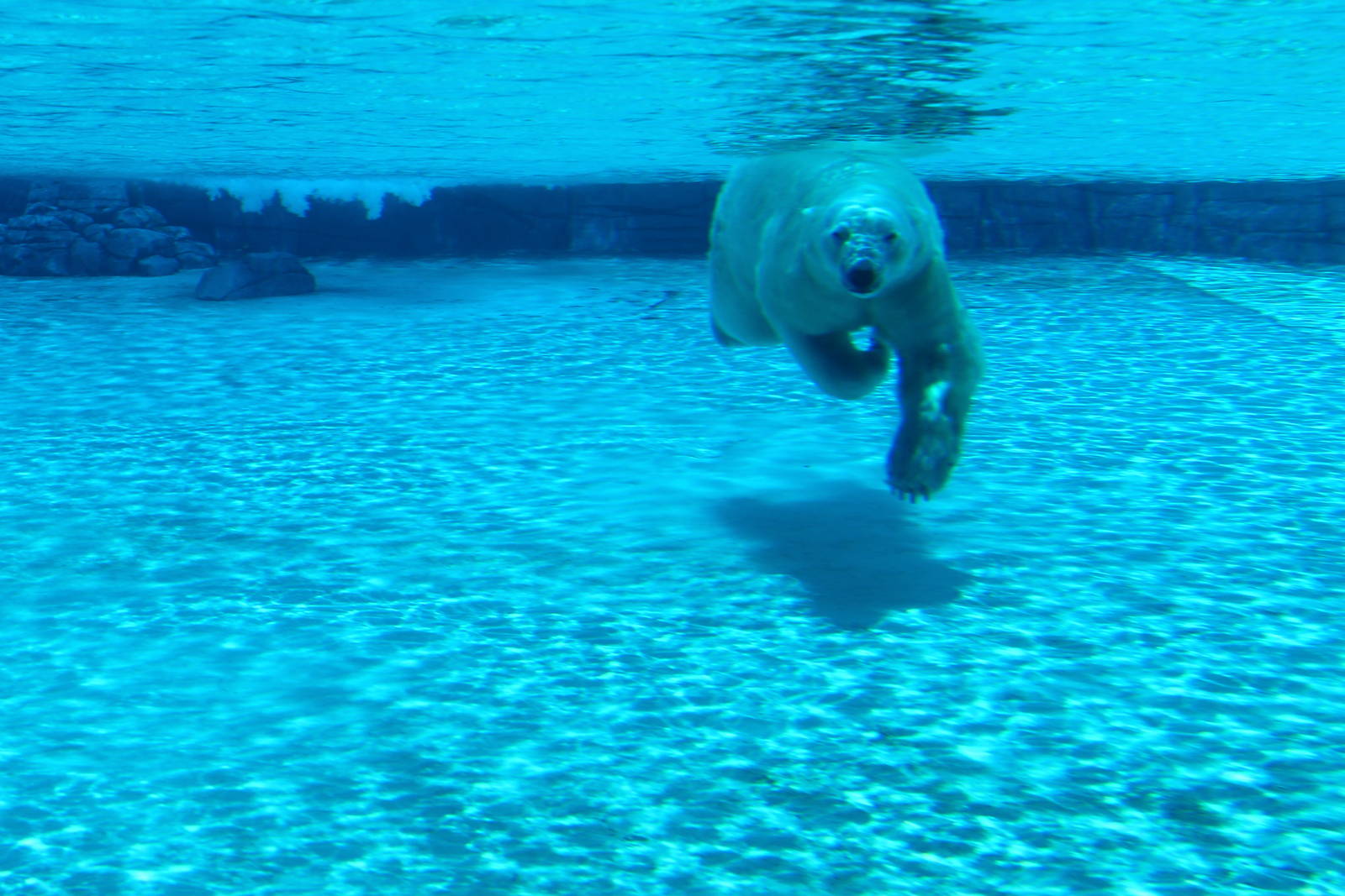 Frozen Tundra - Polar Bear