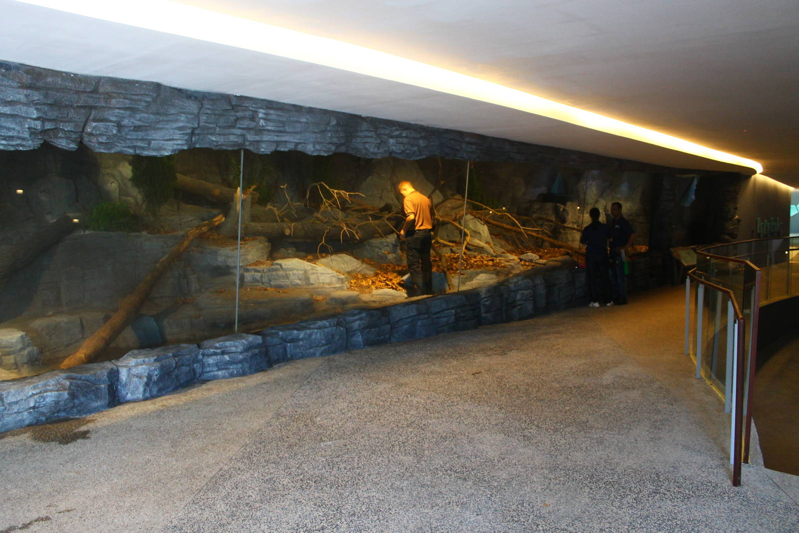 Frozen Tundra - Raccoon Dog exhibit