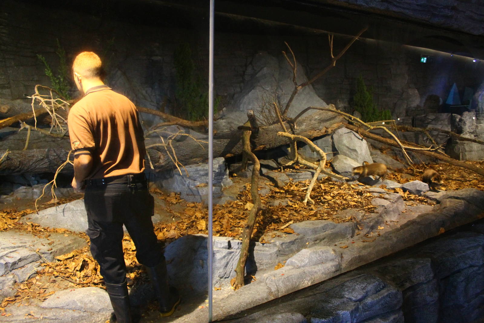 Frozen Tundra - Raccoon Dog exhibit