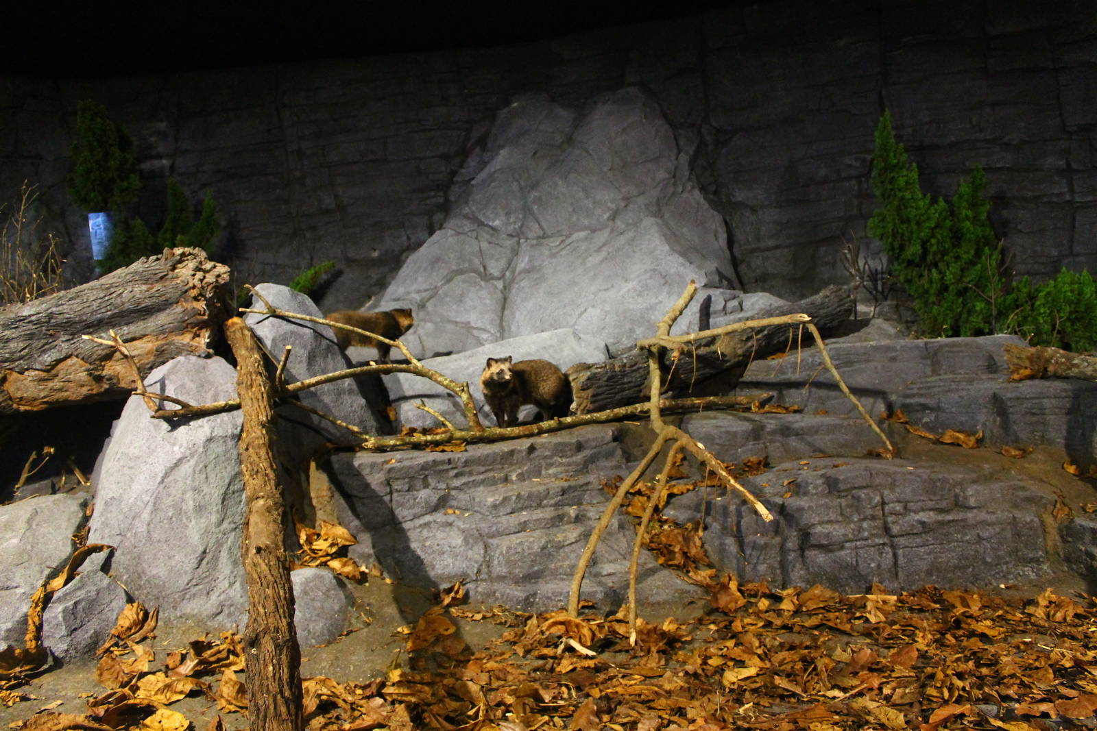 Frozen Tundra - Raccoon Dog exhibit