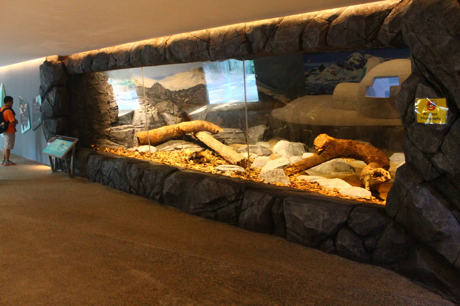 Frozen Tundra - Wolverine exhibit