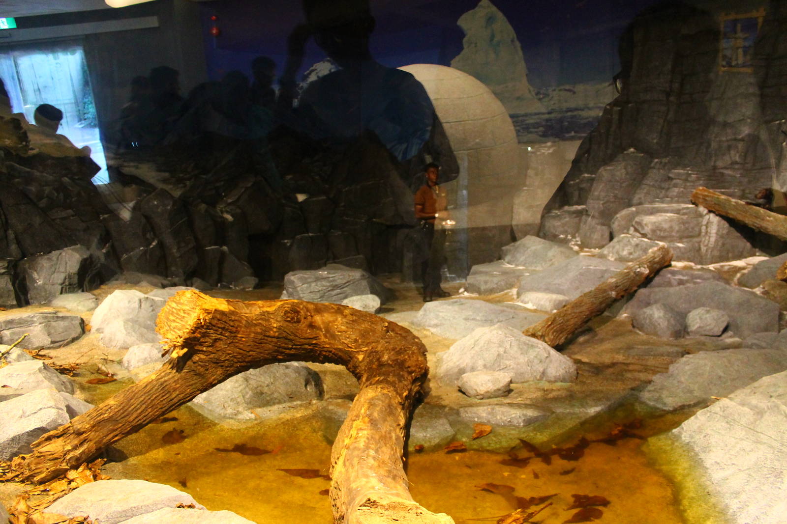 Frozen Tundra - Wolverine exhibit